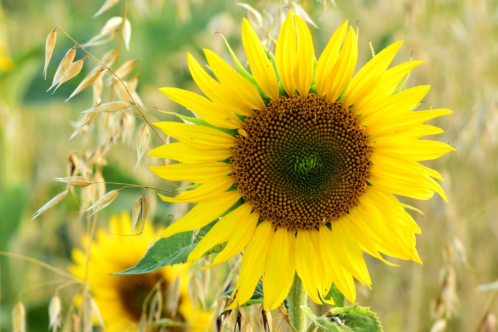 Nikon D3300 sample photo. Sunflower, oats, field photography