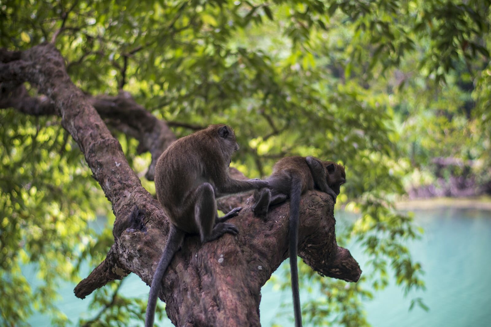 Nikon D7500 sample photo. Monkeys, nature, animals photography