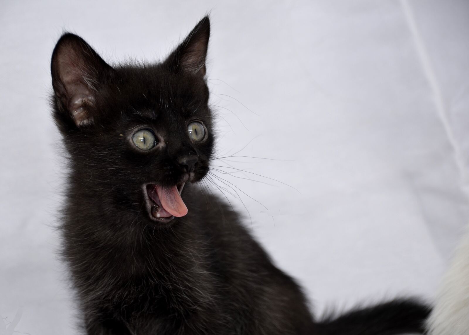 Nikon D7000 sample photo. Cat, nero, black photography