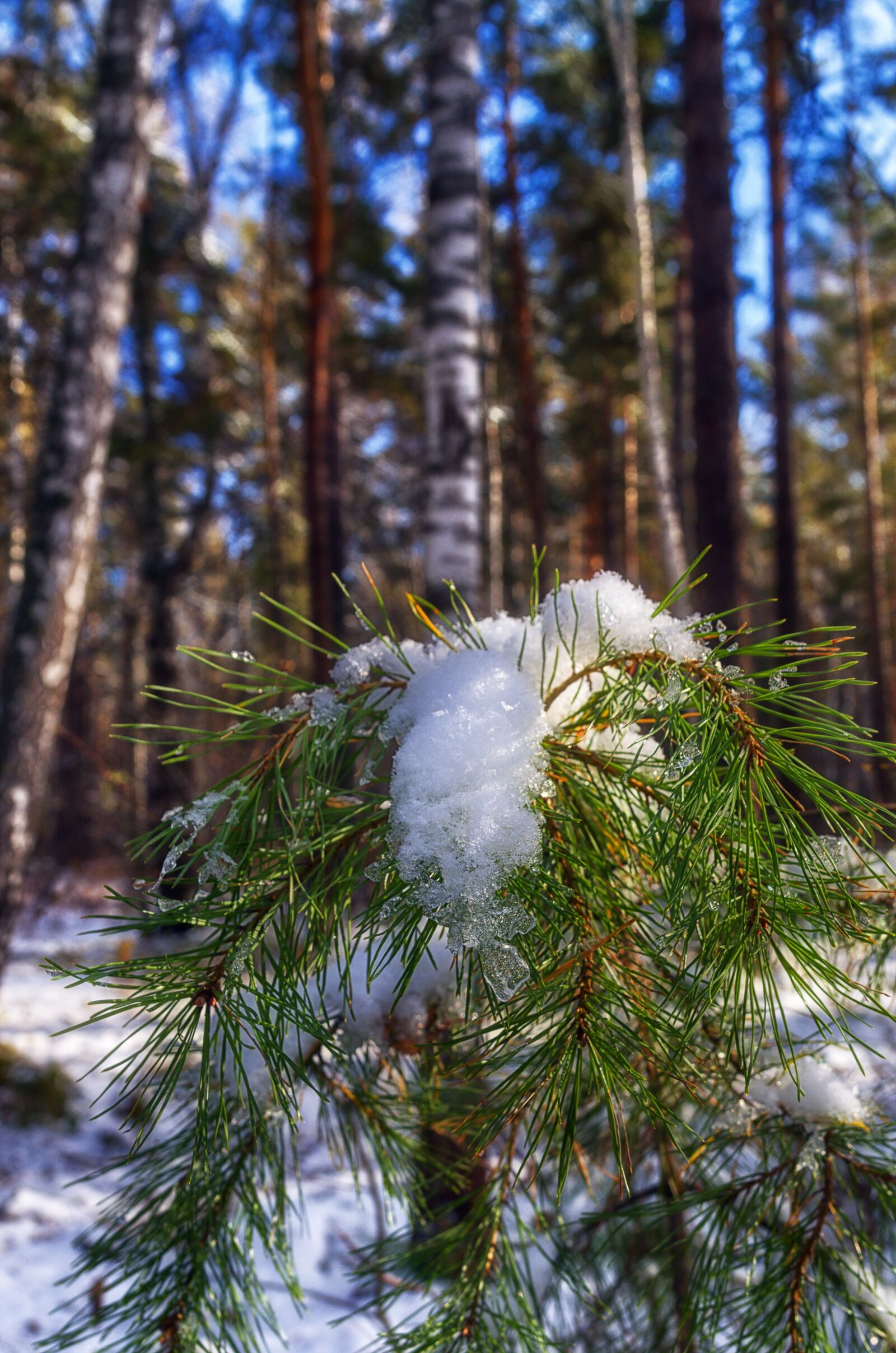 Pentax K-500 sample photo. Snow, pine, winter photography