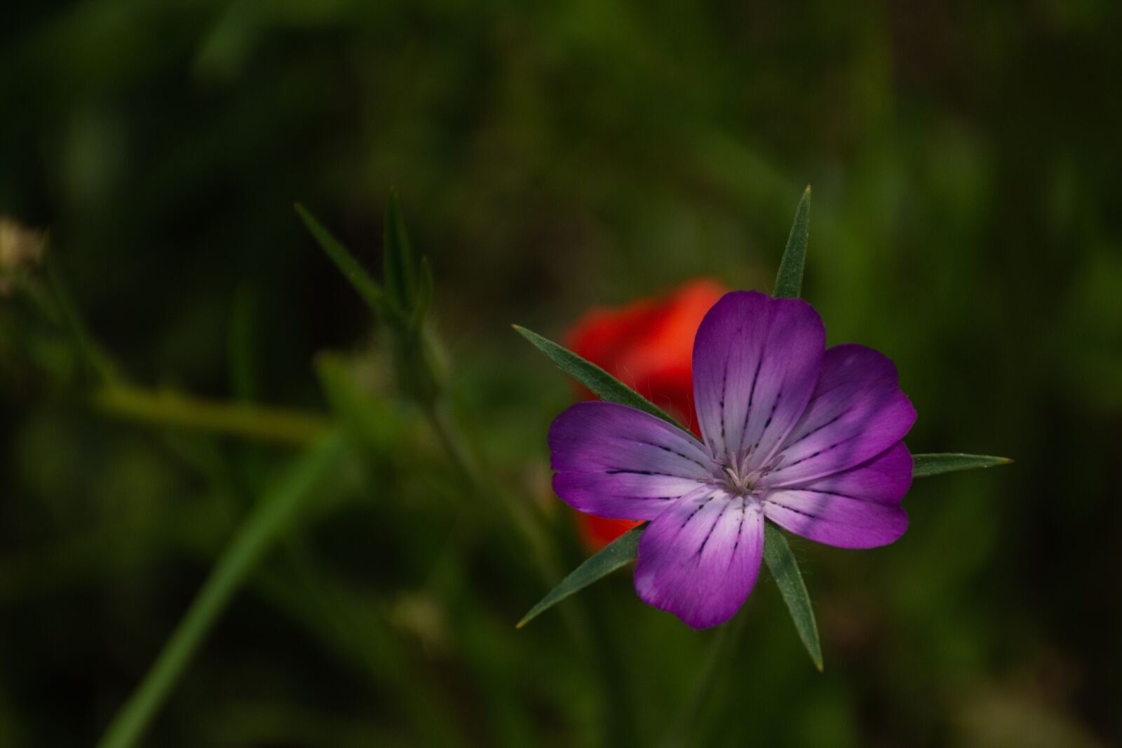 Nikon D7200 sample photo. Nature, flower, spring photography