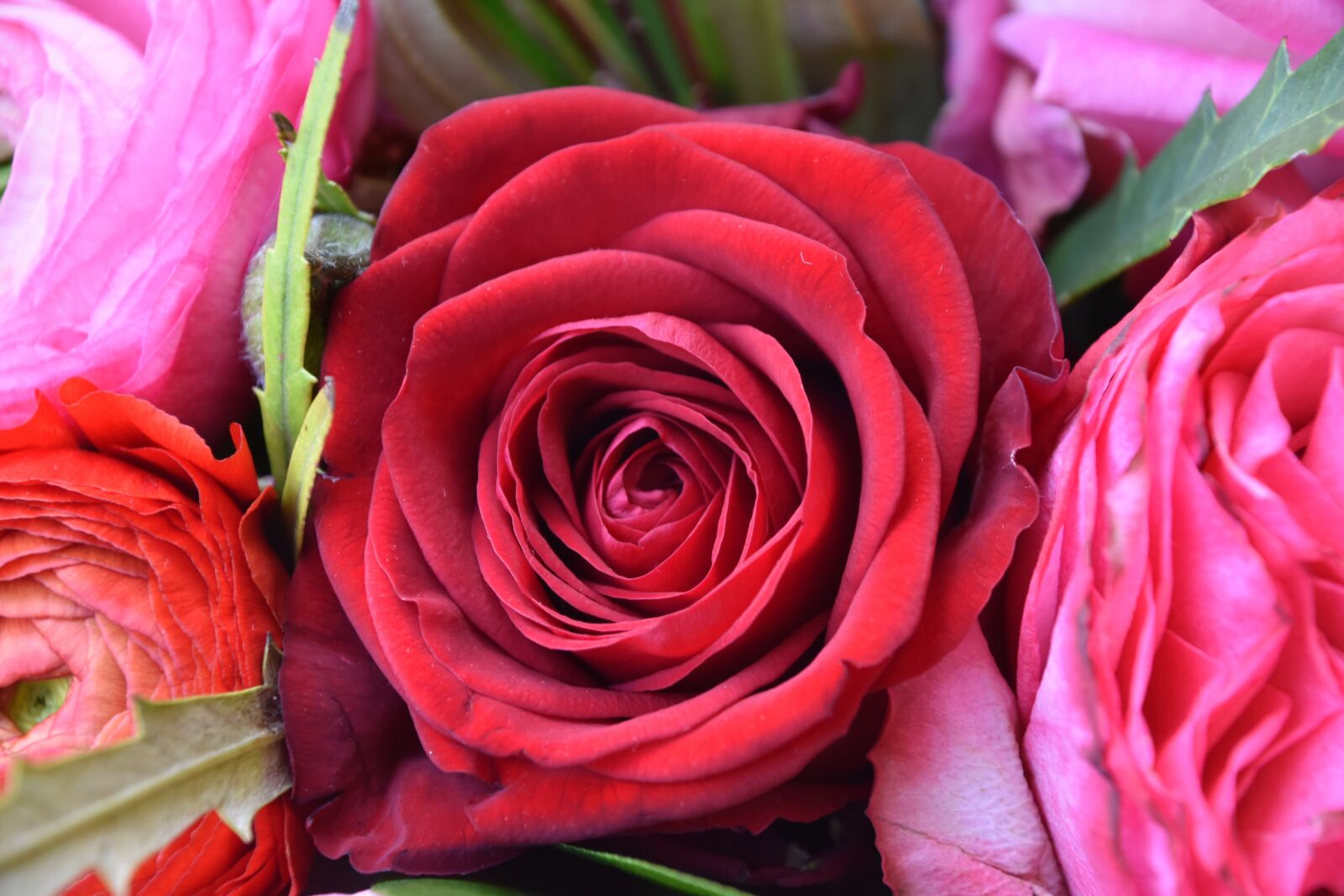 Nikon D5600 sample photo. Rosebush, flower, petal photography