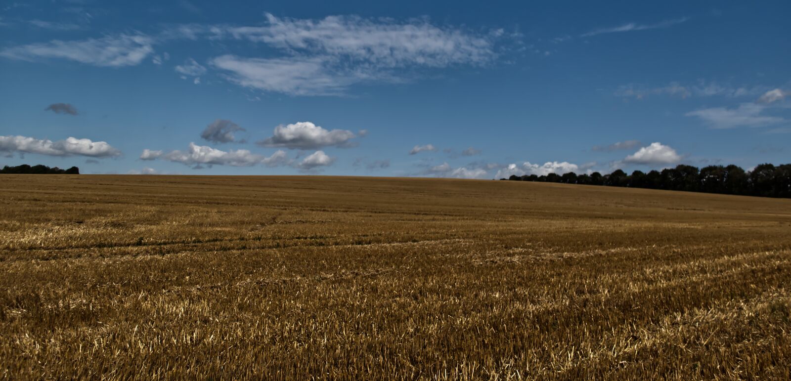 Nikon D5500 sample photo. Field, green, gold photography