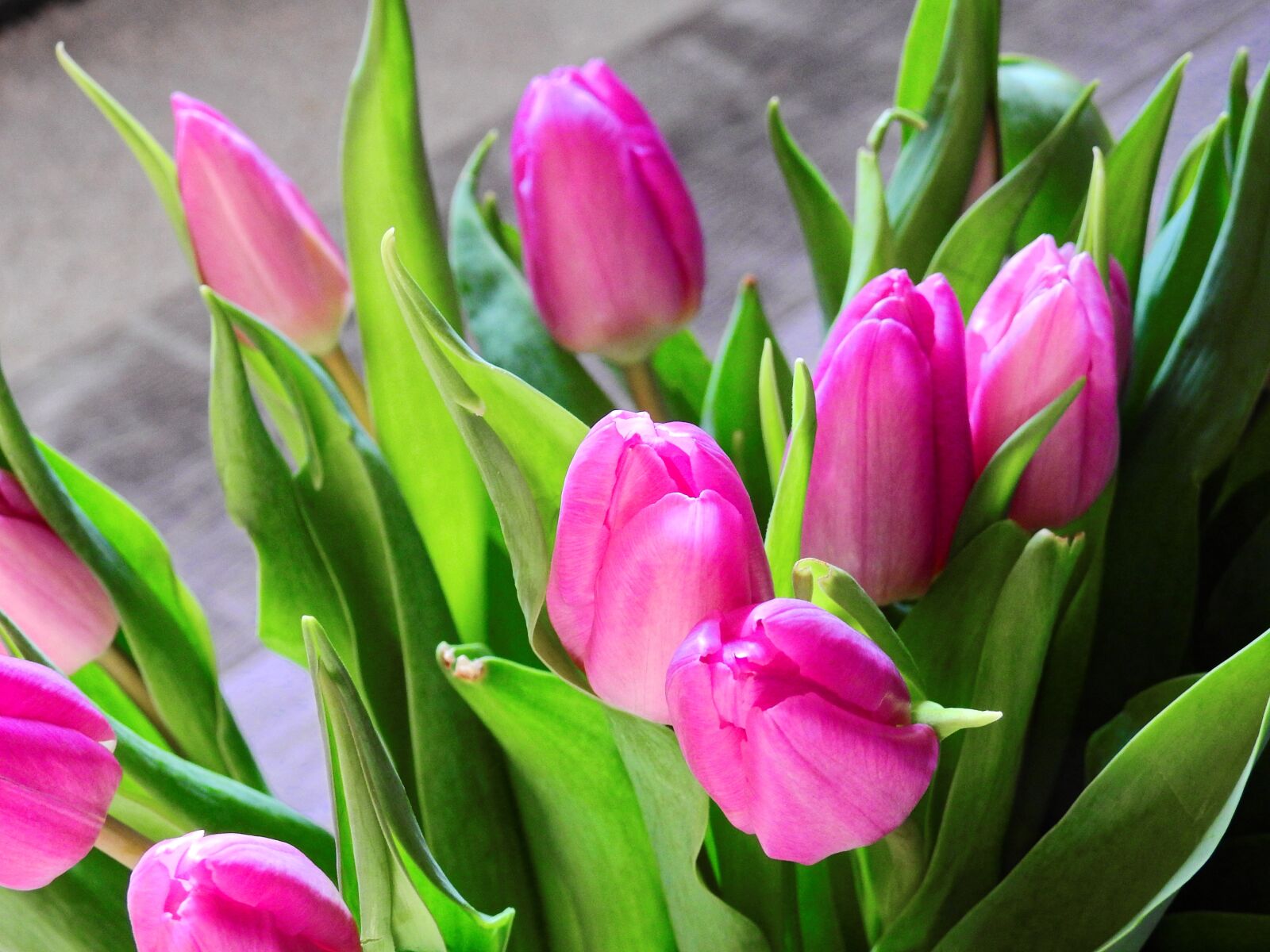 Nikon Coolpix P900 sample photo. Tulips, flower, blossom photography