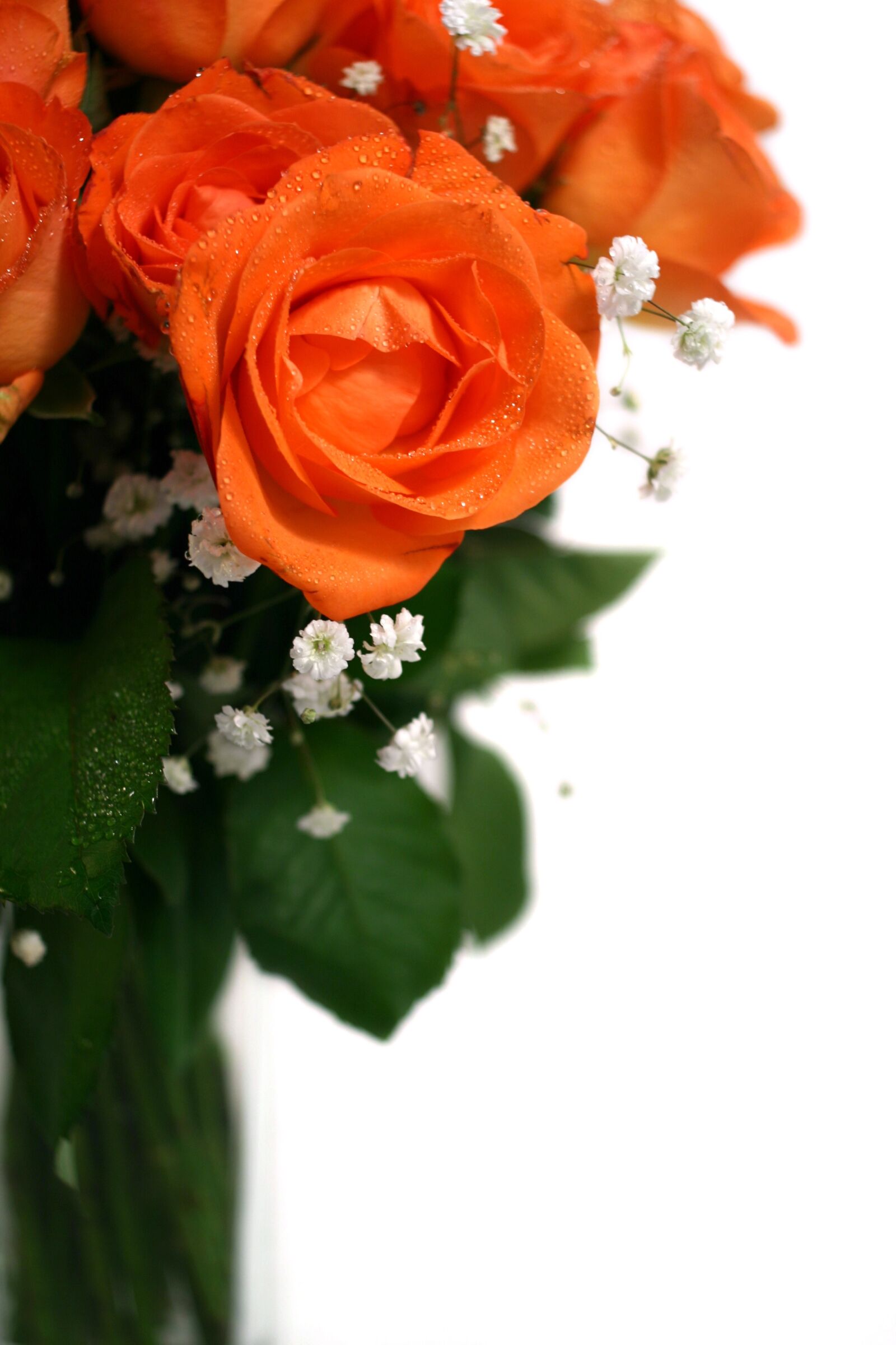 Canon EOS 10D sample photo. Roses, bouquet of roses photography