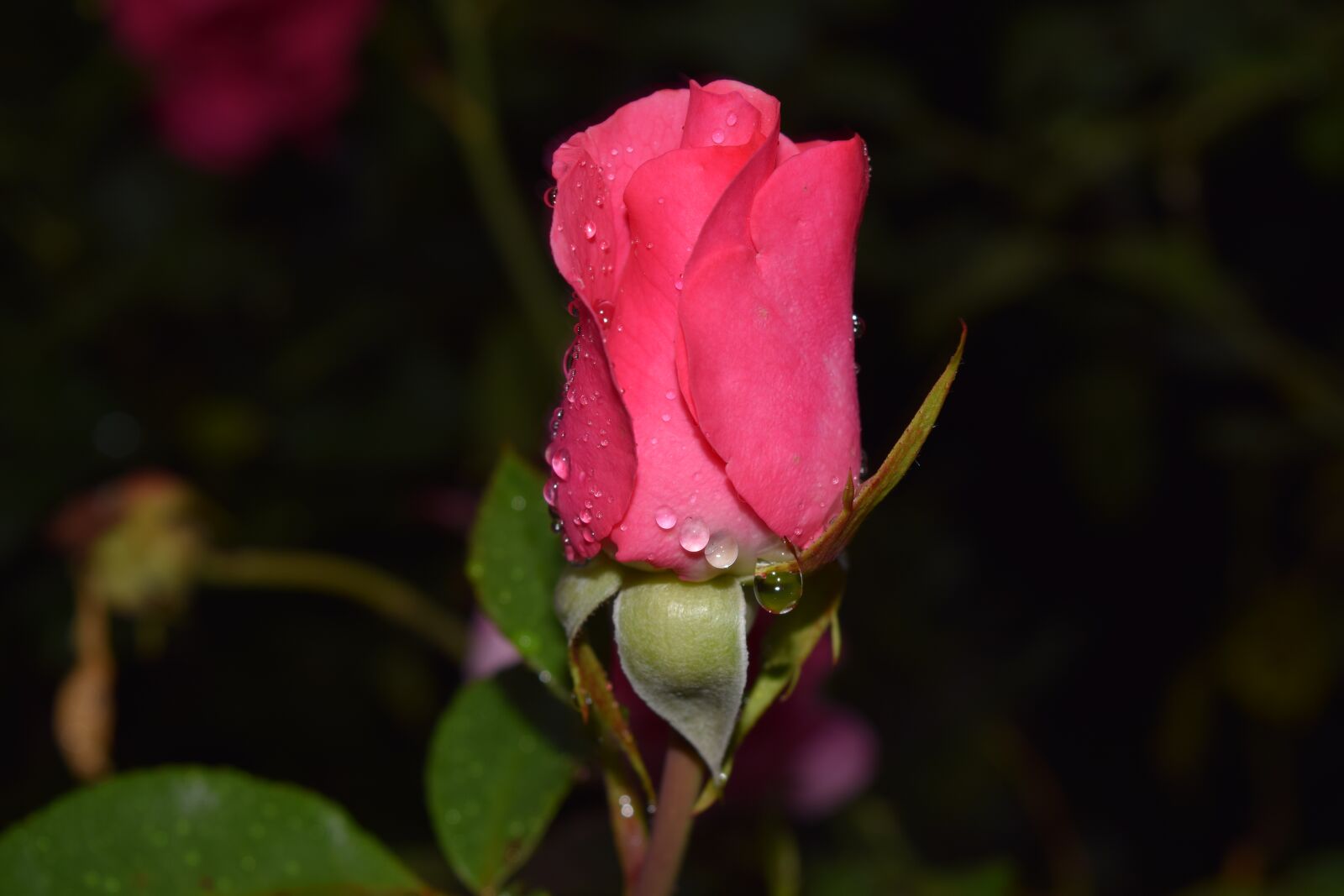 Nikon D3300 sample photo. Rose, blossom, bloom photography