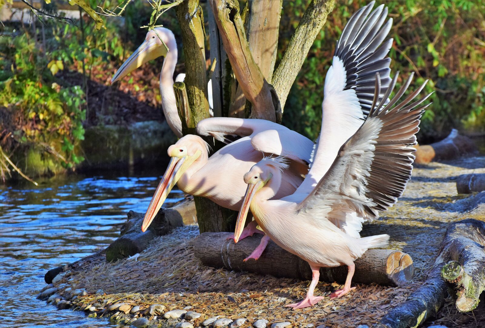 Nikon D7200 sample photo. Pelikan, water bird, pink photography