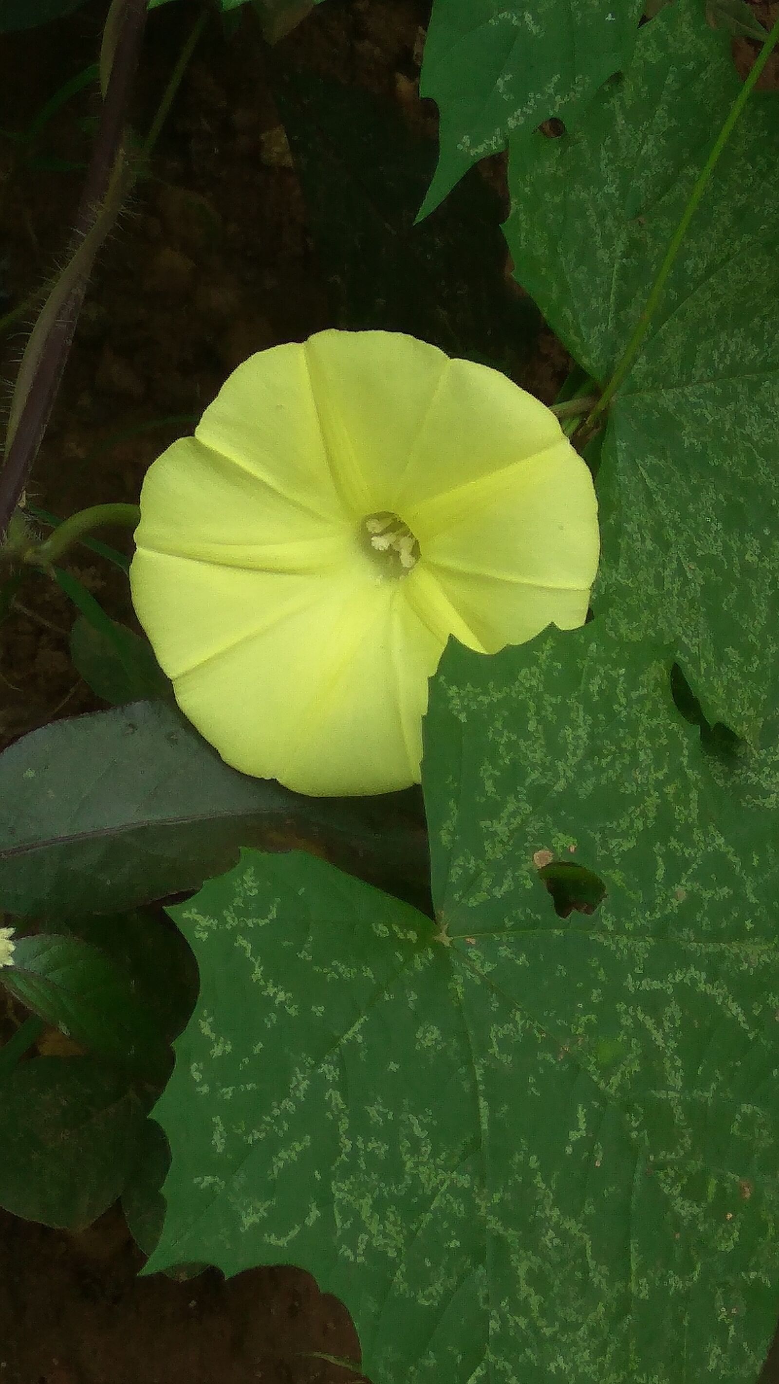 Xiaomi Redmi Note3 sample photo. Yellow flower, greenery, blossom photography