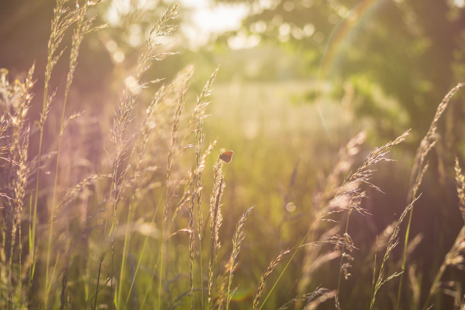 Nikon D7200 sample photo. Summer meadow, sun, backlighting photography