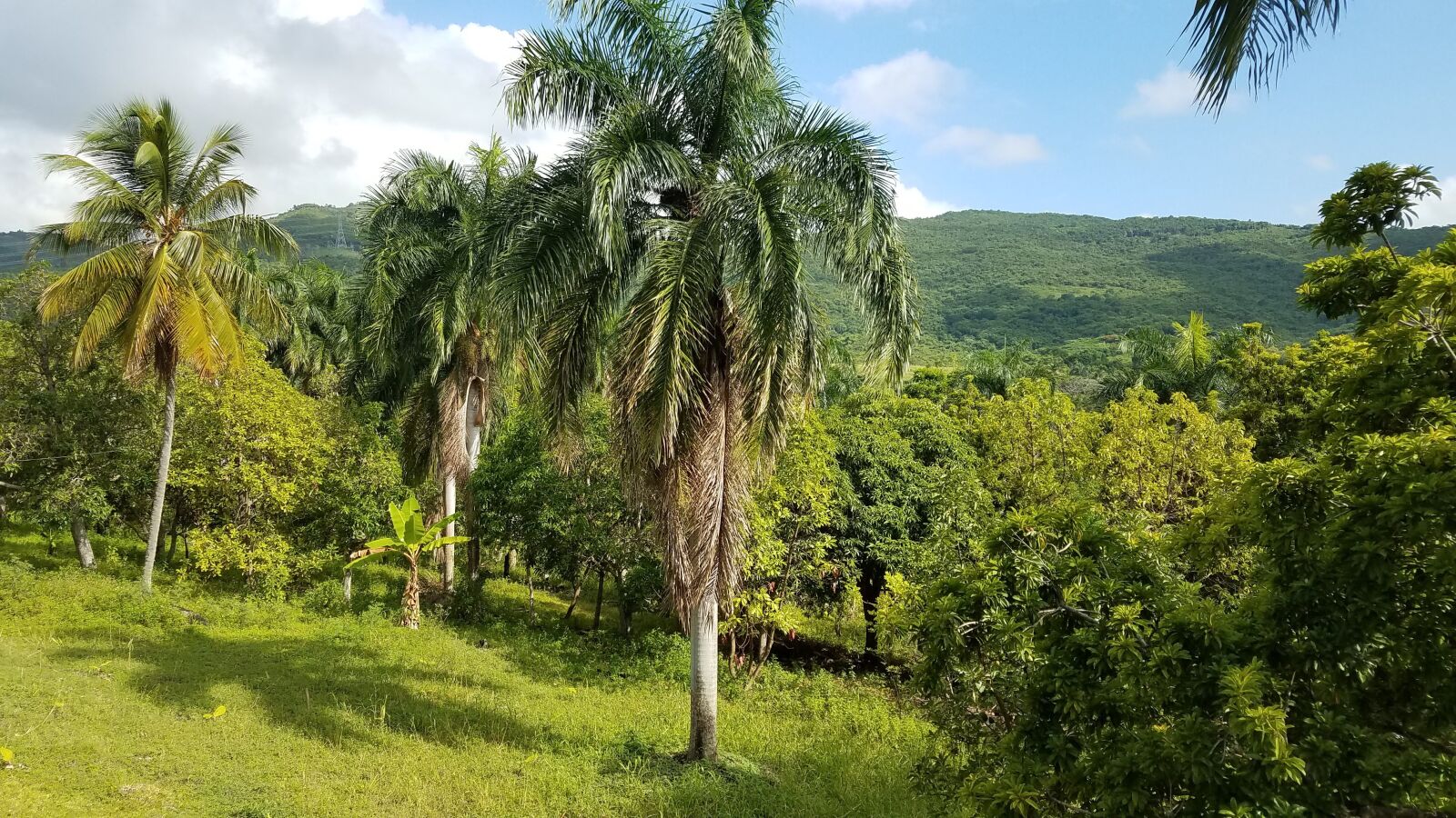 Samsung Galaxy S7 sample photo. Field, palms, peaceful photography
