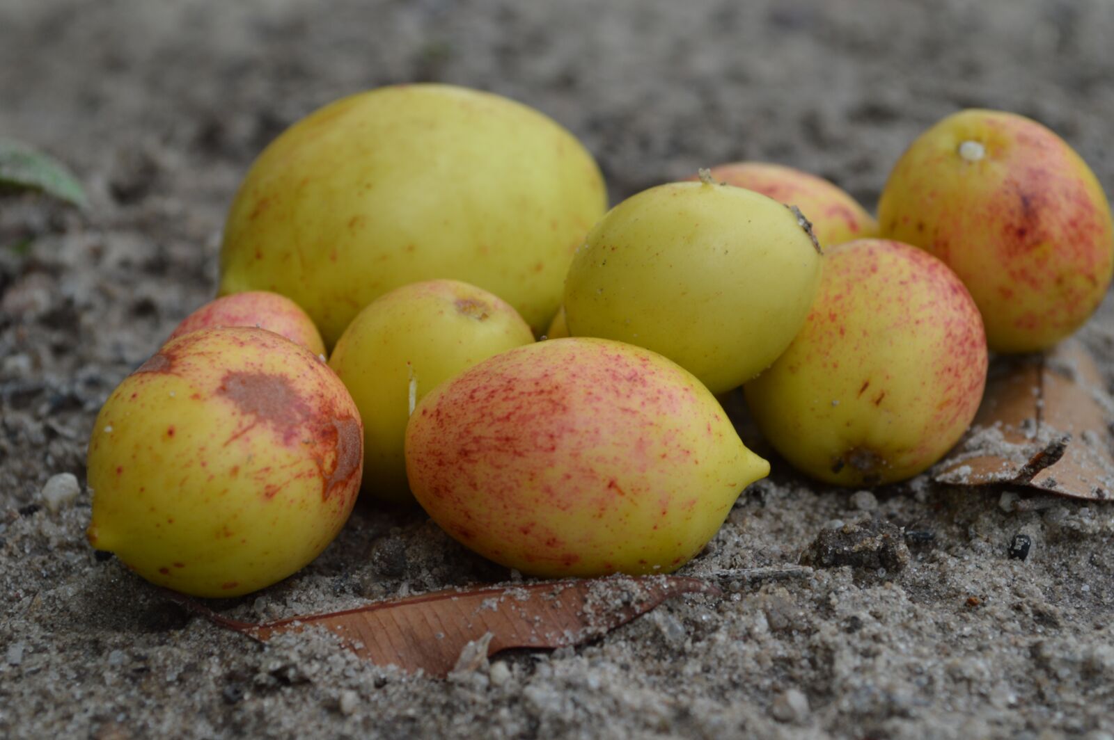 Nikon D3200 sample photo. Fruit, mangaba, tropical photography