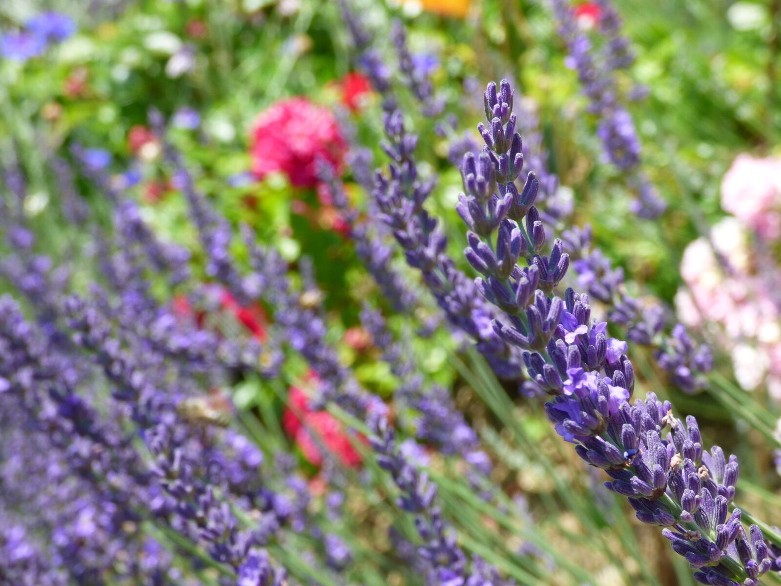 Panasonic DMC-FZ72 sample photo. Lavender, flowers, garden photography