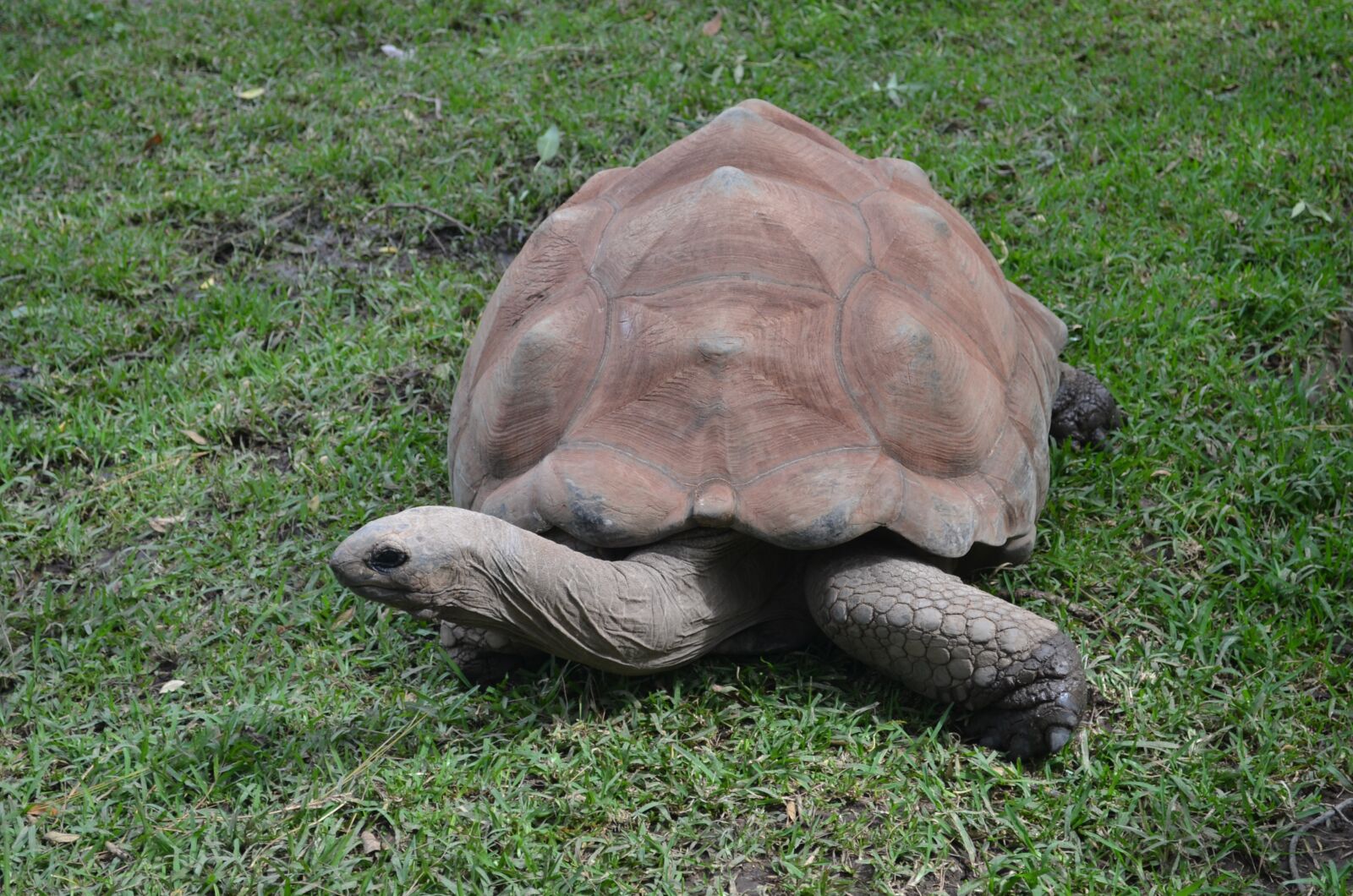 Nikon D5100 sample photo. Galapagos tortoise, tortoise, giant photography