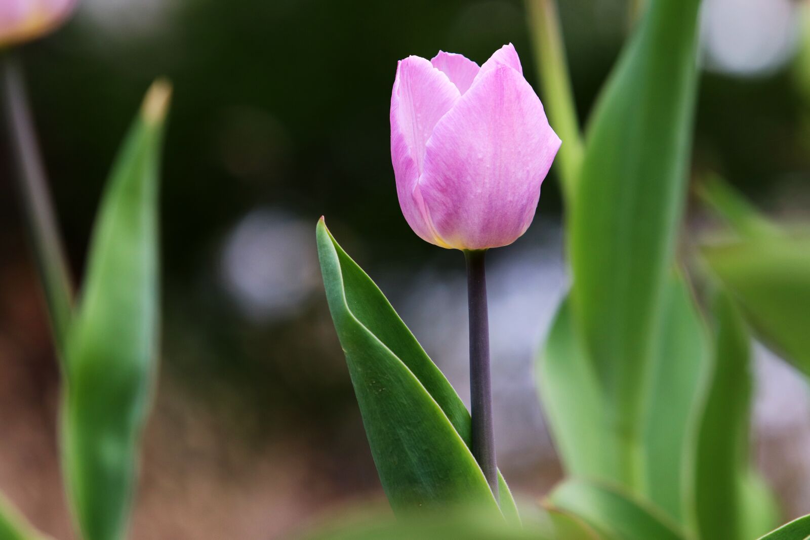 Canon EF 70-200mm F2.8L USM sample photo. Tulip, spring, flowers photography