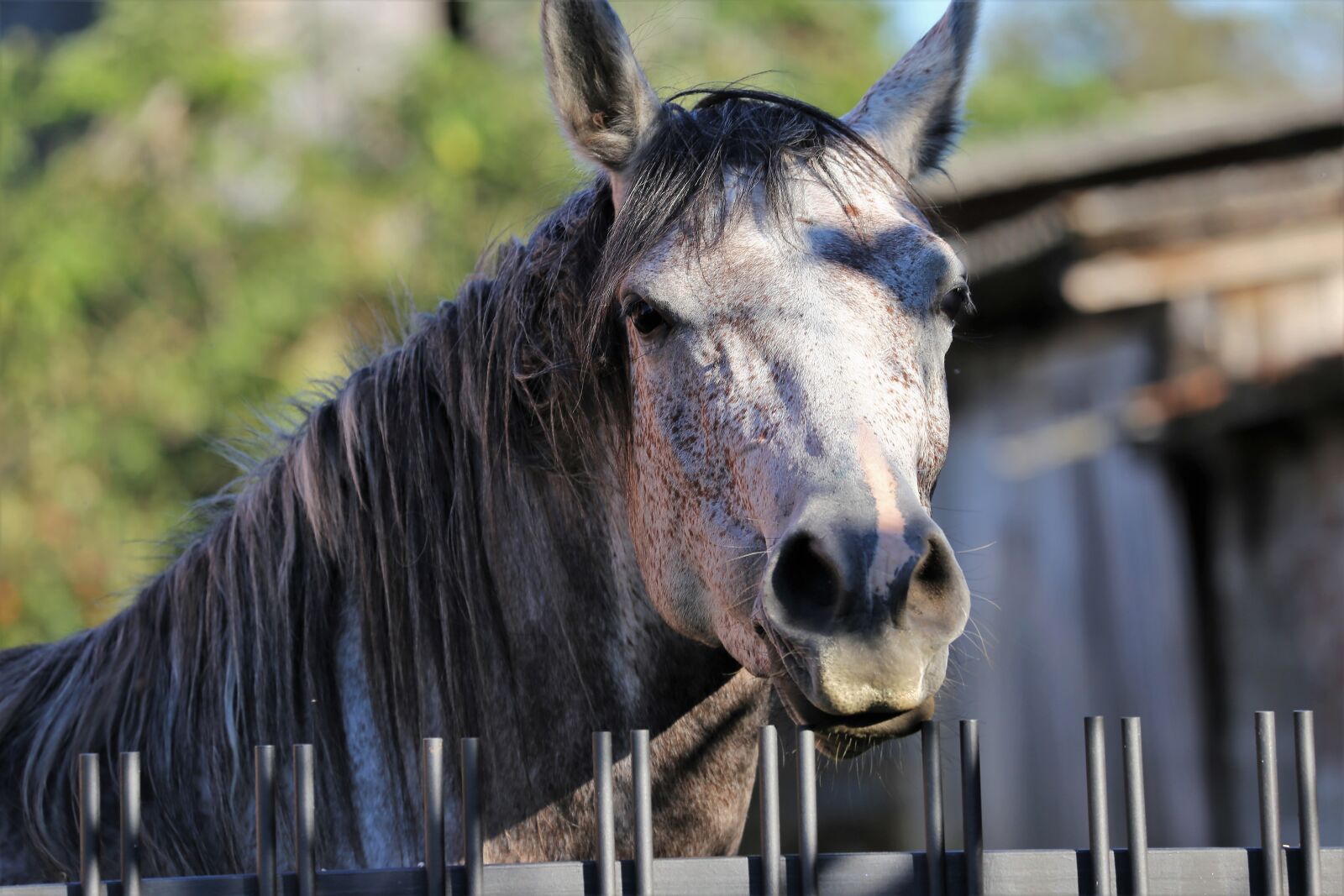 Canon EF 70-300 F4-5.6 IS II USM sample photo. Arabian horse, head, animal photography