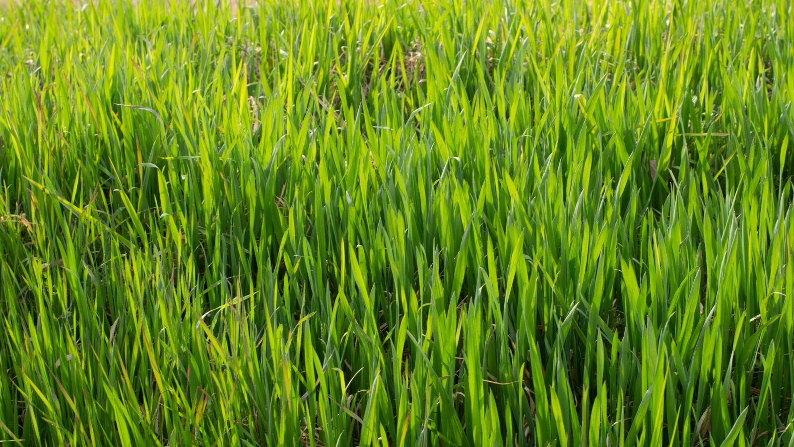 Panasonic Lumix DMC-G7 sample photo. Grass, plant, meadow photography