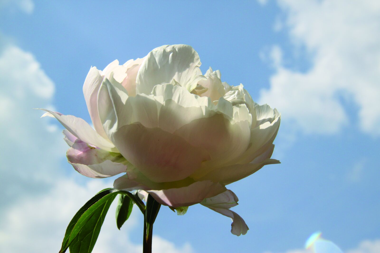 Canon EOS 500D (EOS Rebel T1i / EOS Kiss X3) sample photo. Sky, rose, flower photography