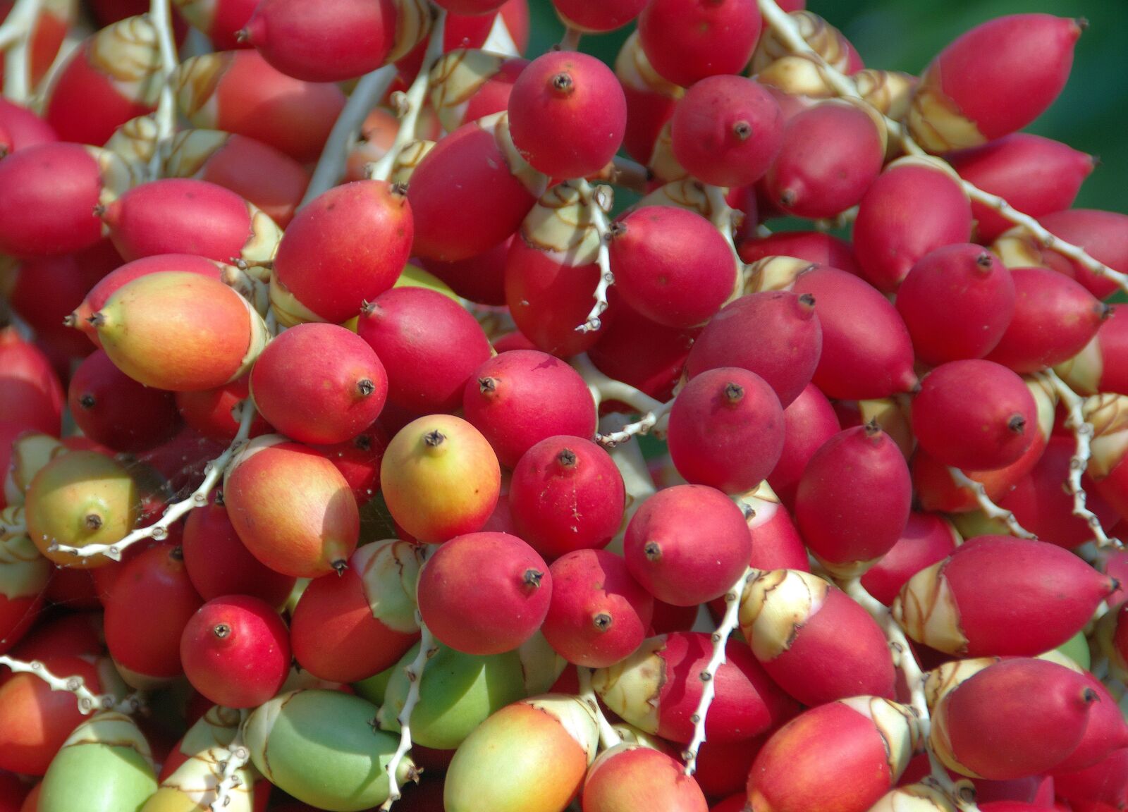 Pentax K-5 sample photo. Dates, fruit, date-palm photography
