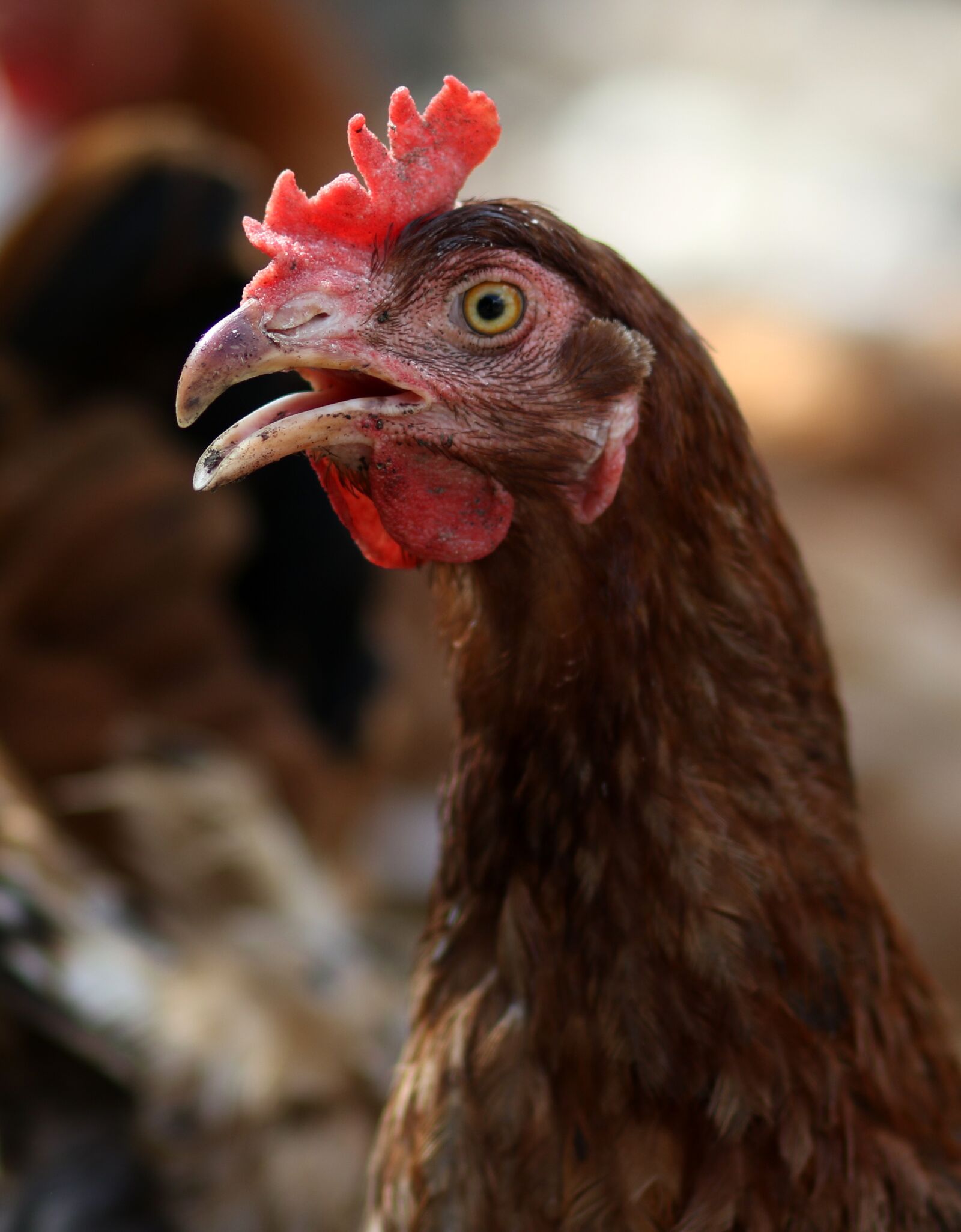 Canon EF 85mm F1.8 USM sample photo. Gaina, birds, brown photography