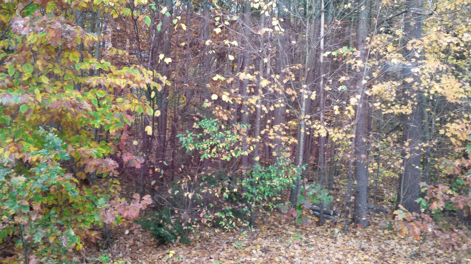 Samsung Galaxy S4 sample photo. Forest, trees, new hampshire photography