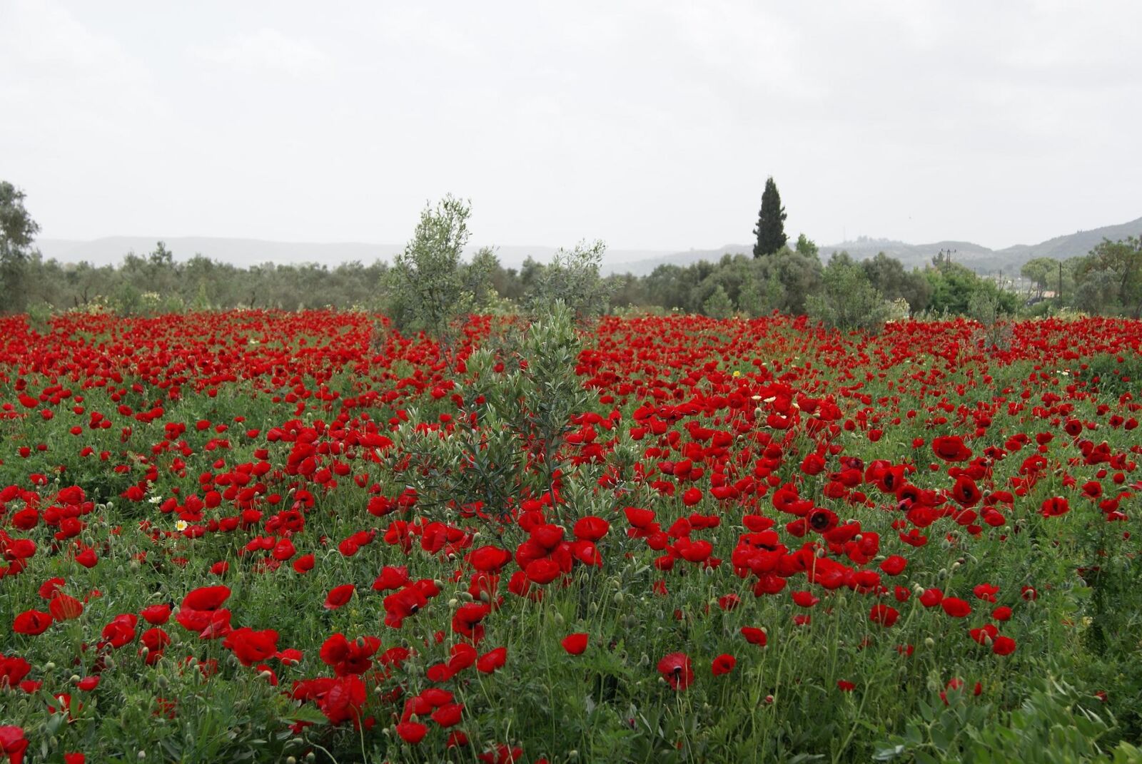 Sony Alpha DSLR-A230 sample photo. Poppy, field, nature photography
