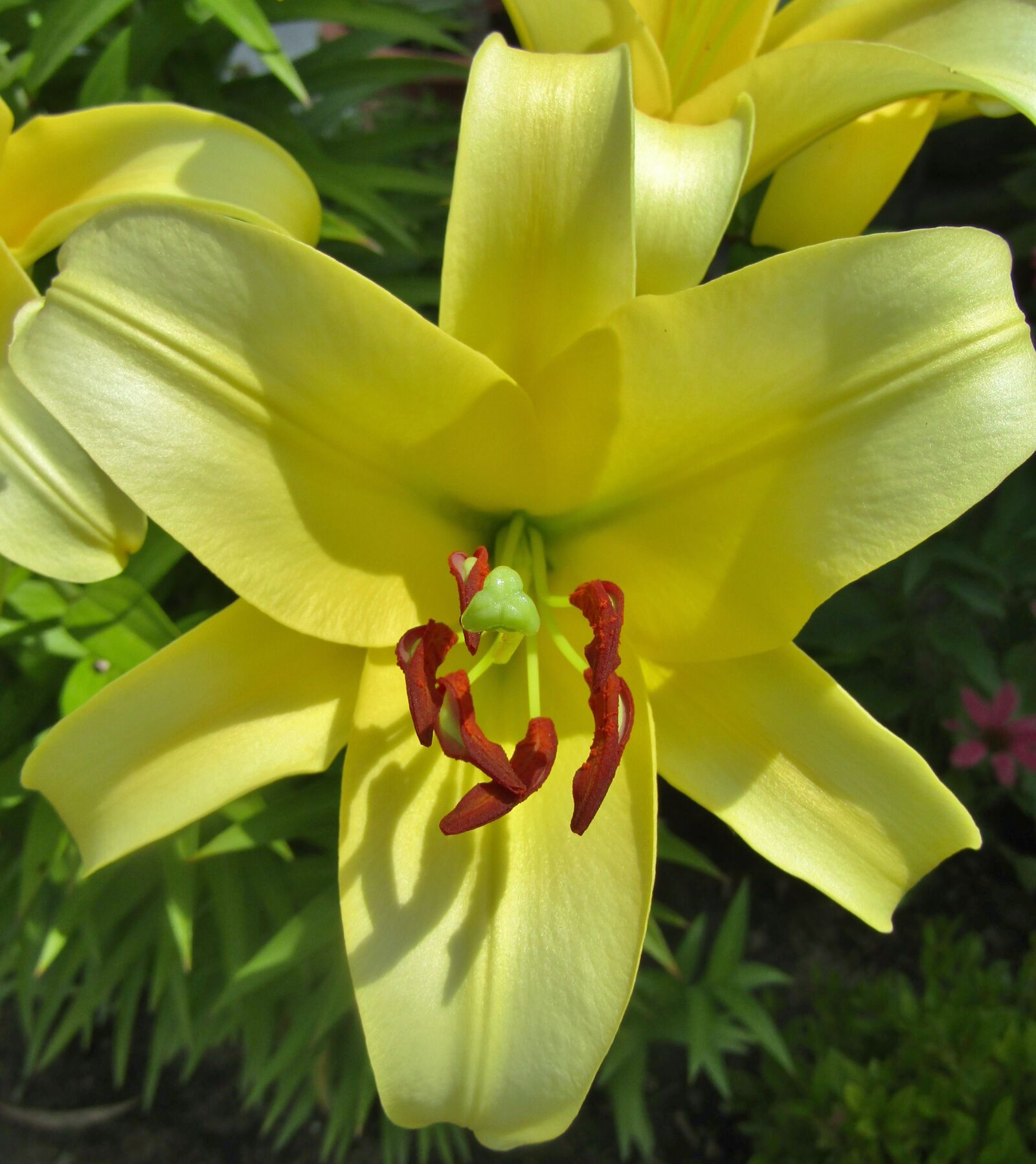 Canon POWERSHOT SX432 IS sample photo. Lily, yellow, blossom photography