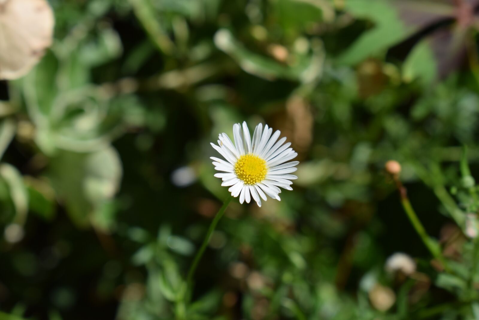 Nikon D3300 sample photo. Daisy, flower, garden photography