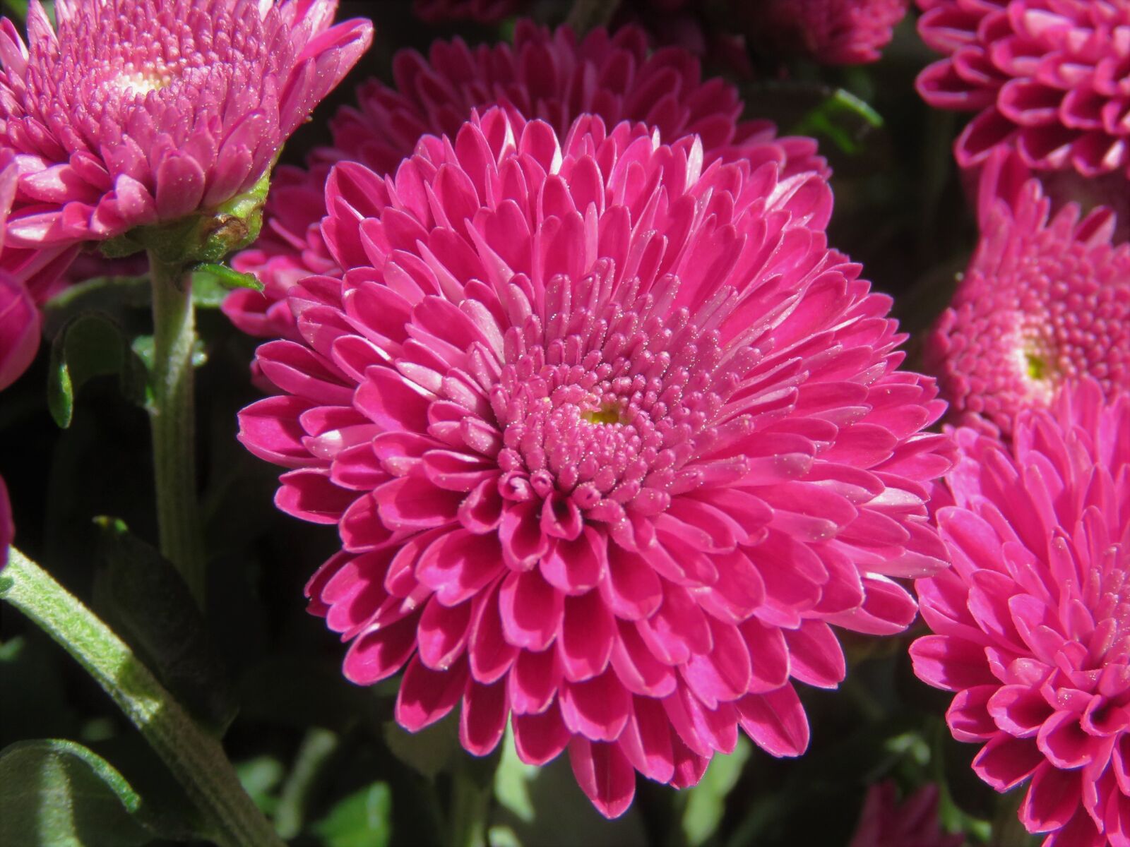 Canon PowerShot SX60 HS sample photo. Flowers, pink, large blooms photography