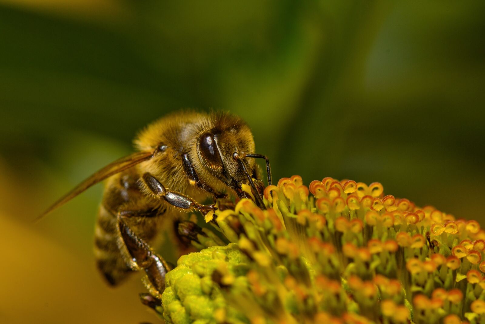 Nikon D3100 sample photo. Bee, blossom, bloom photography