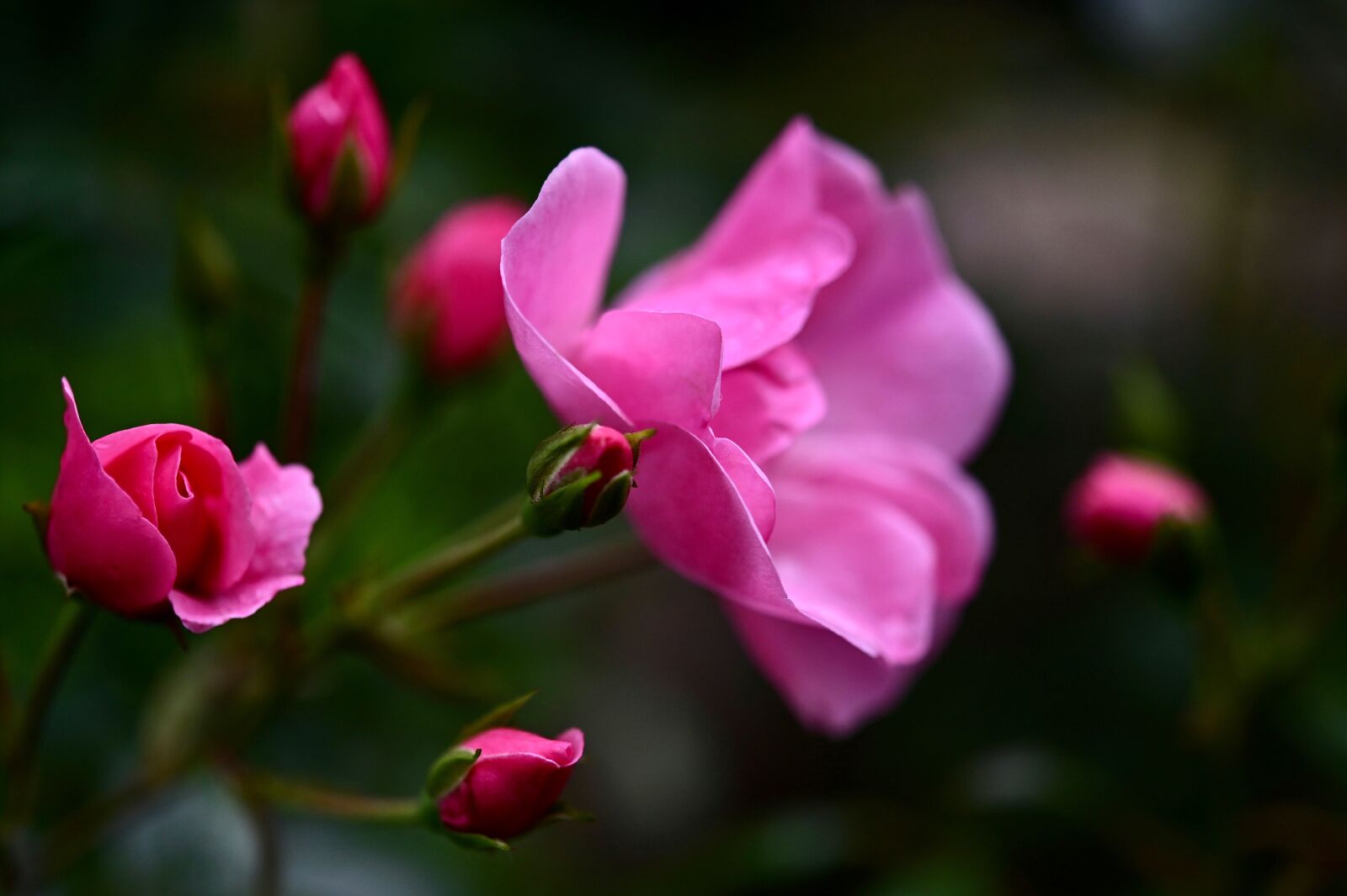 Nikon Z6 sample photo. Rose, pink, rose bloom photography