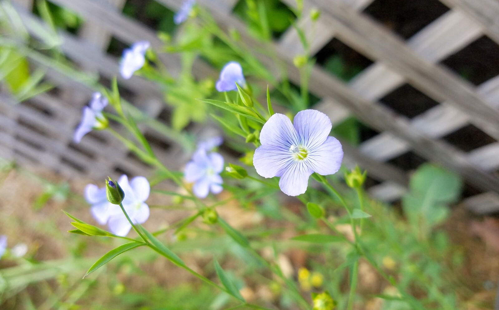 Samsung Galaxy S7 sample photo. Flowers, floral, spring photography