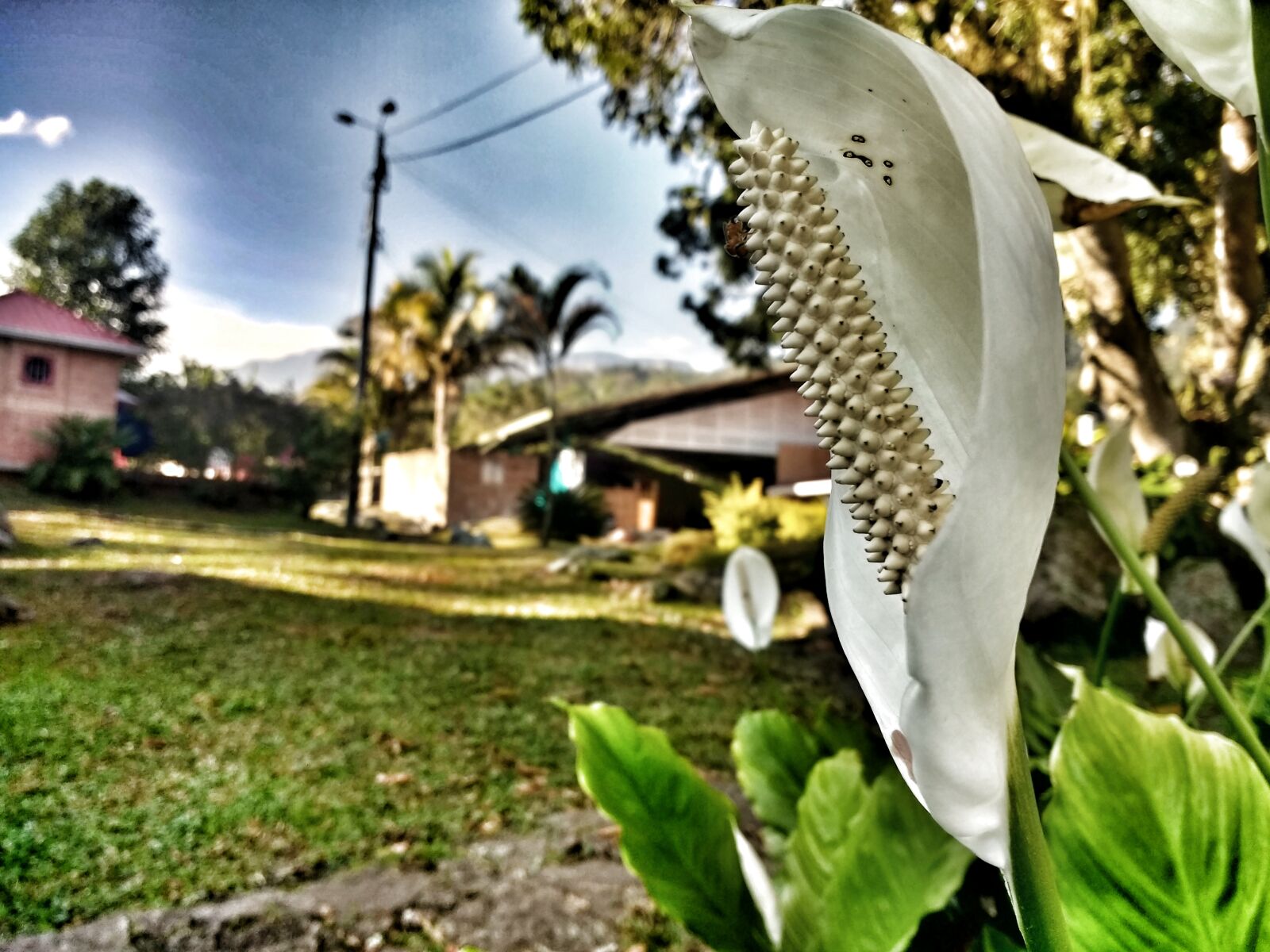 Motorola Moto G (4) sample photo. Flower photography