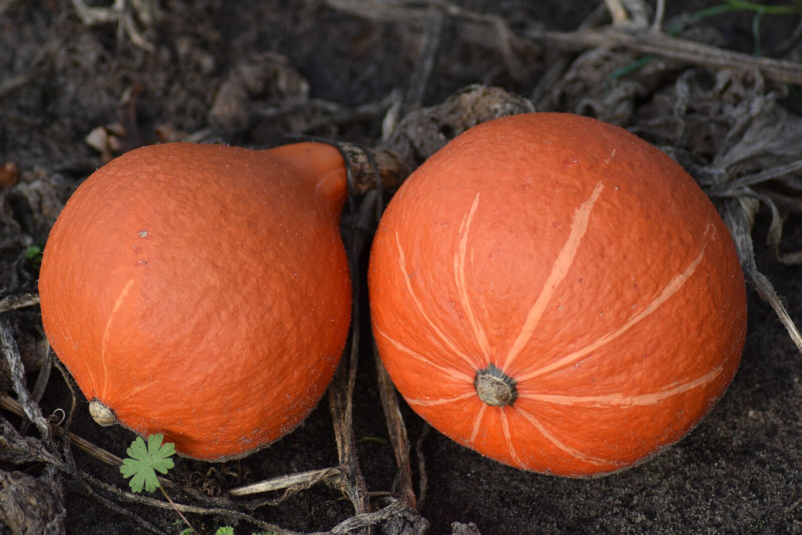 Nikon D3500 sample photo. Pumpkin, pumpkins, orange photography