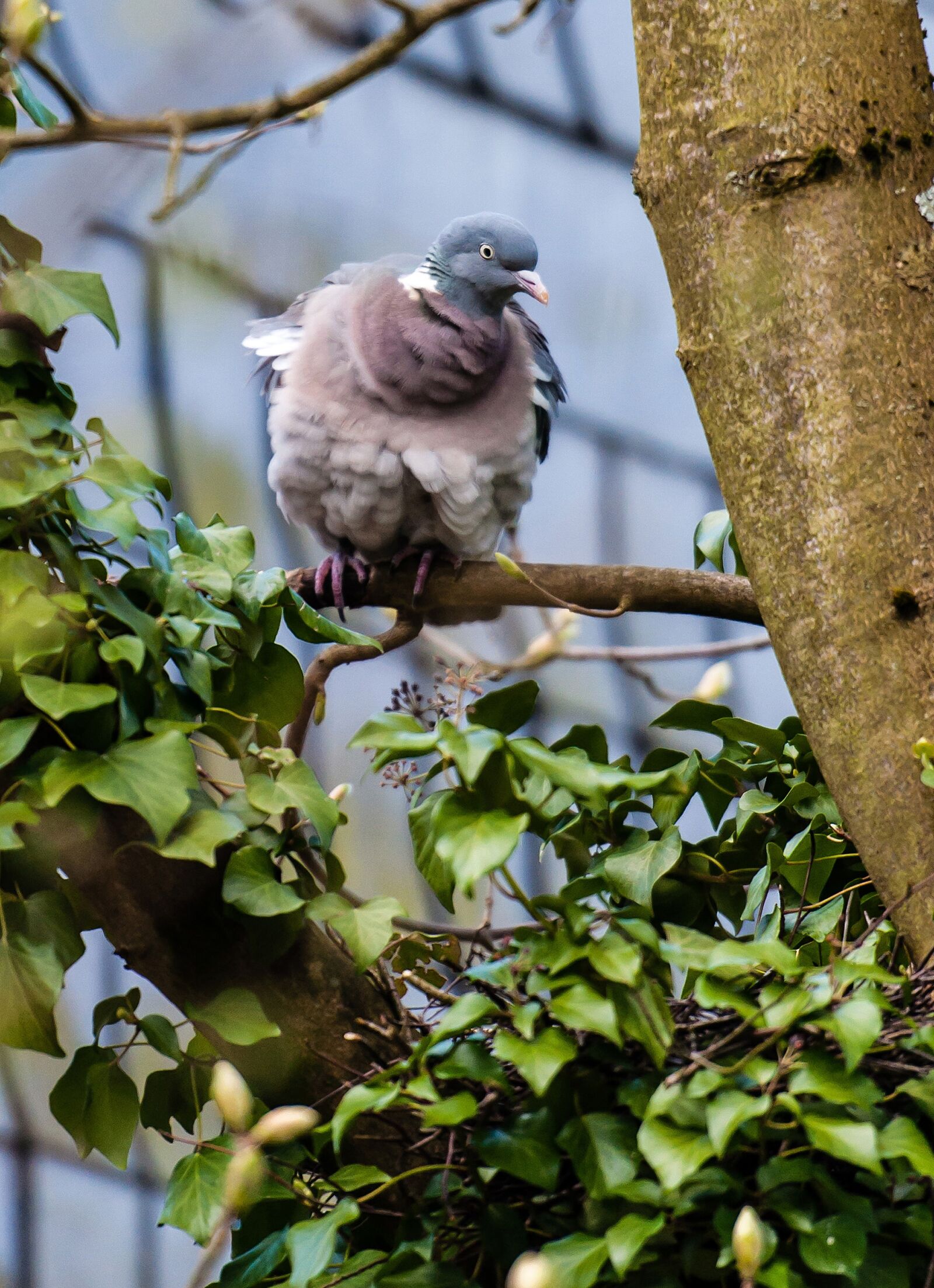 Nikon D5000 sample photo. Bird, nature, tree photography