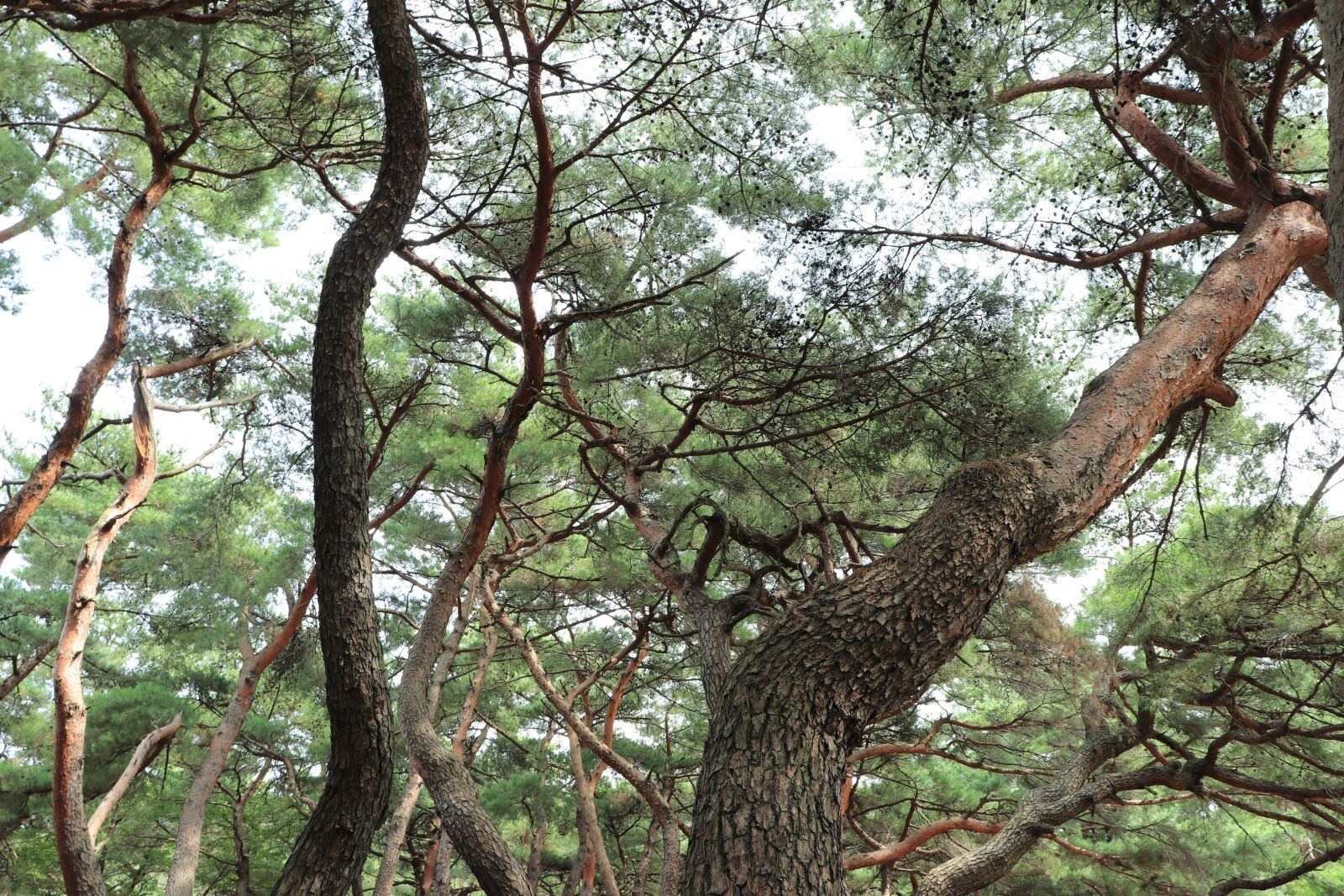 Canon EF-S 18-55mm F4-5.6 IS STM sample photo. Pine, tree, pinetree photography