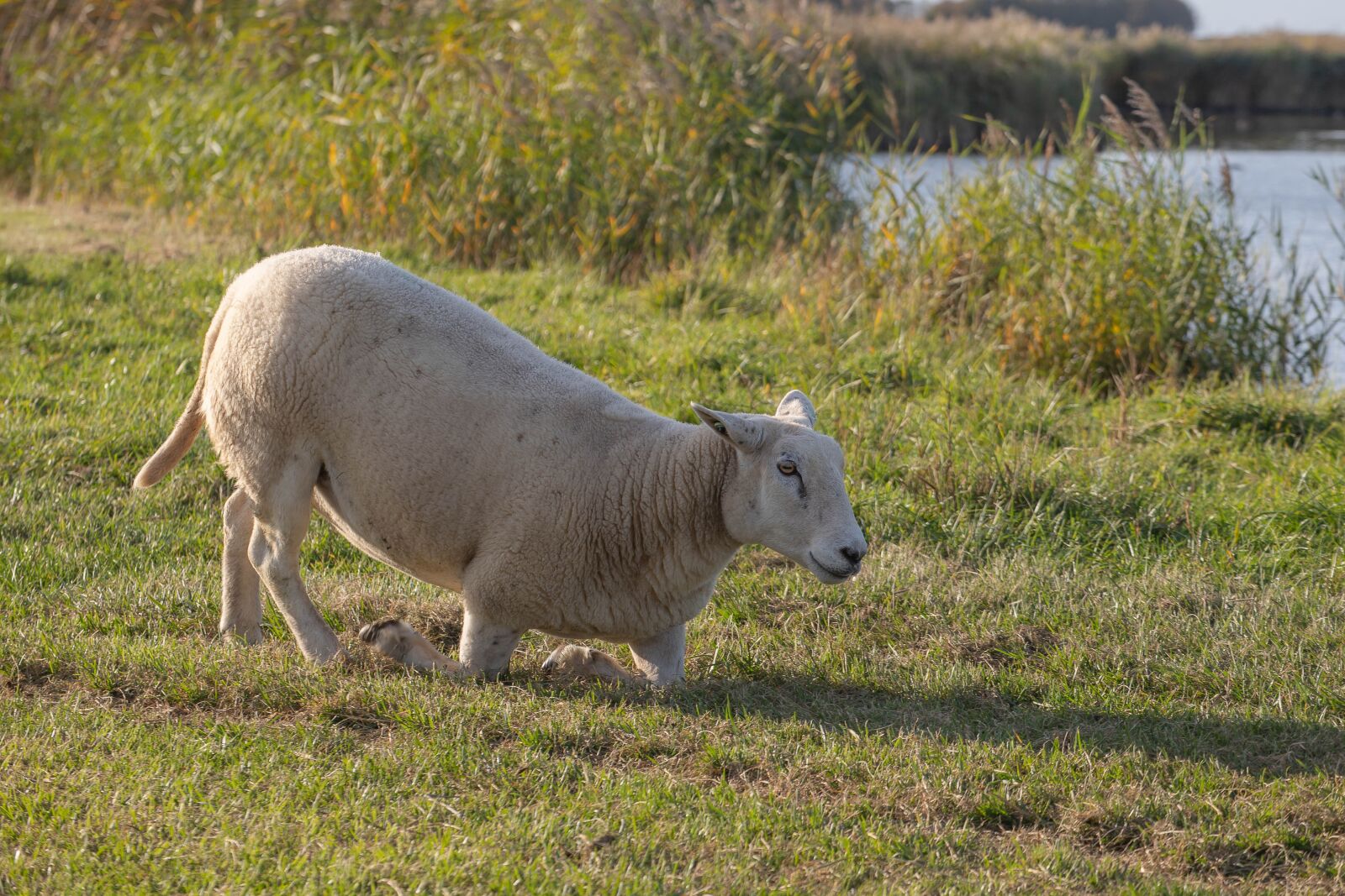 Canon EOS 6D Mark II sample photo. Sheep, wool, white photography