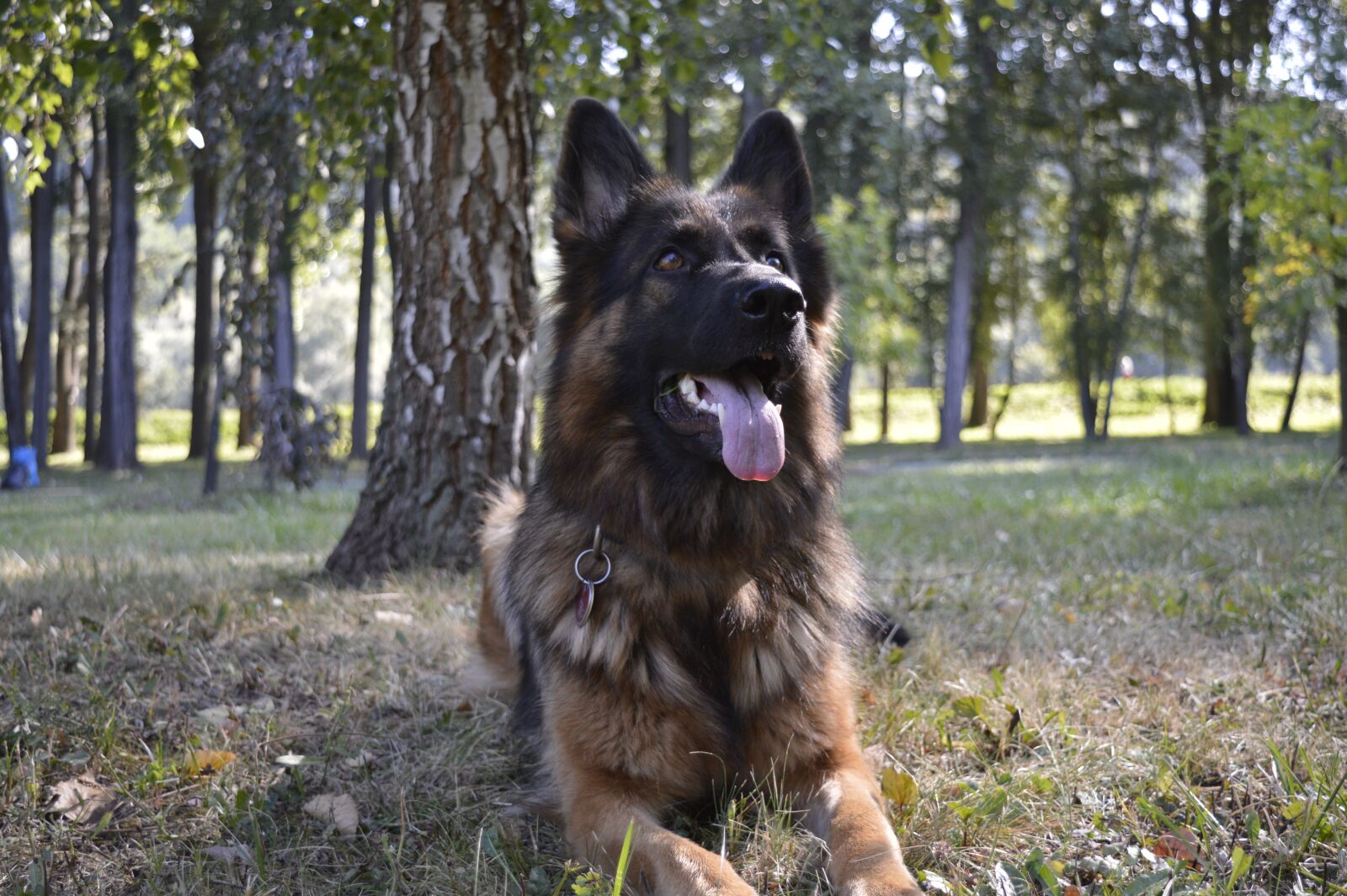 Nikon D3200 sample photo. Dog, zvierata, the german photography