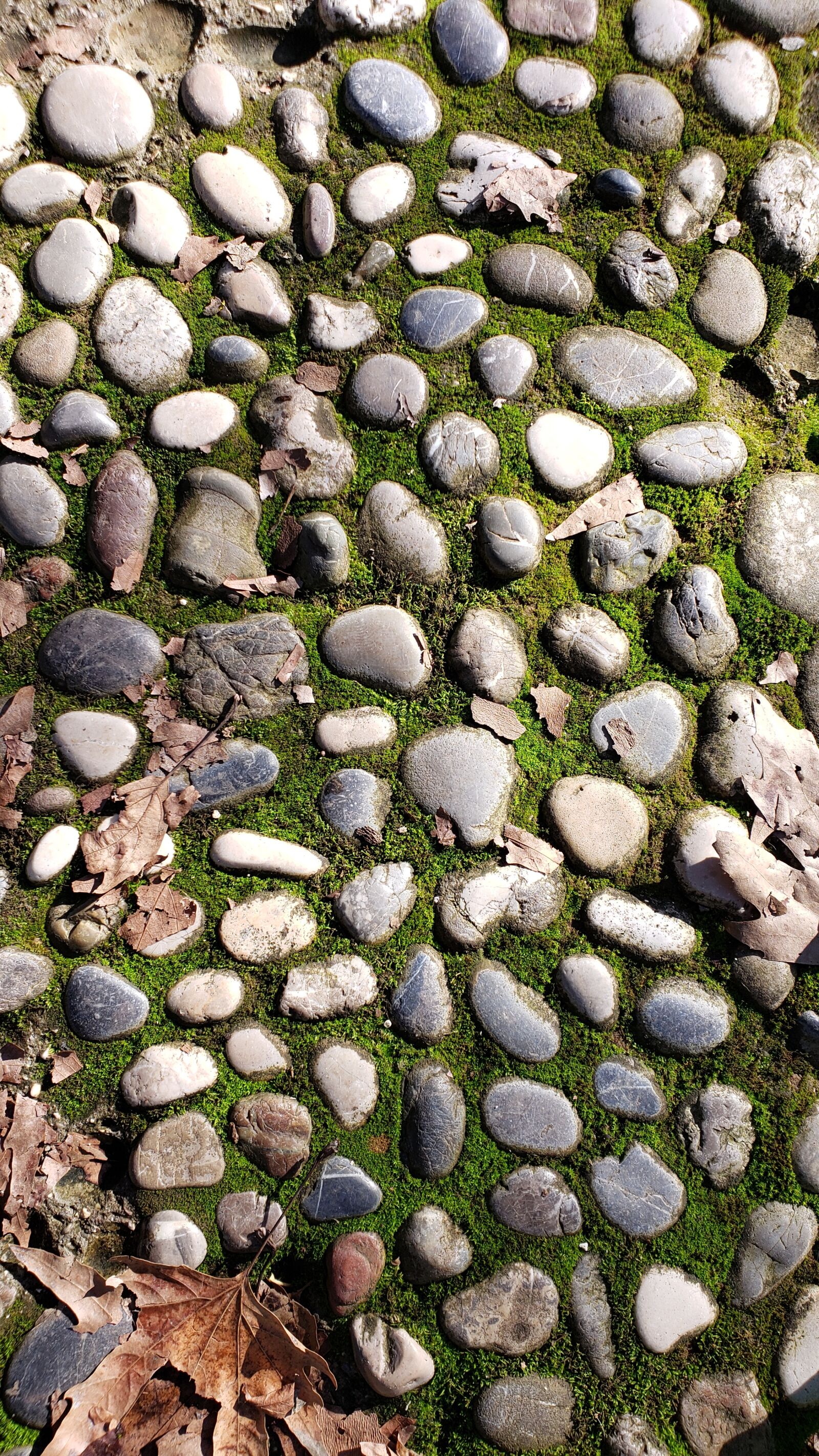 Samsung Galaxy S9+ sample photo. Walkway, rocks, moss photography