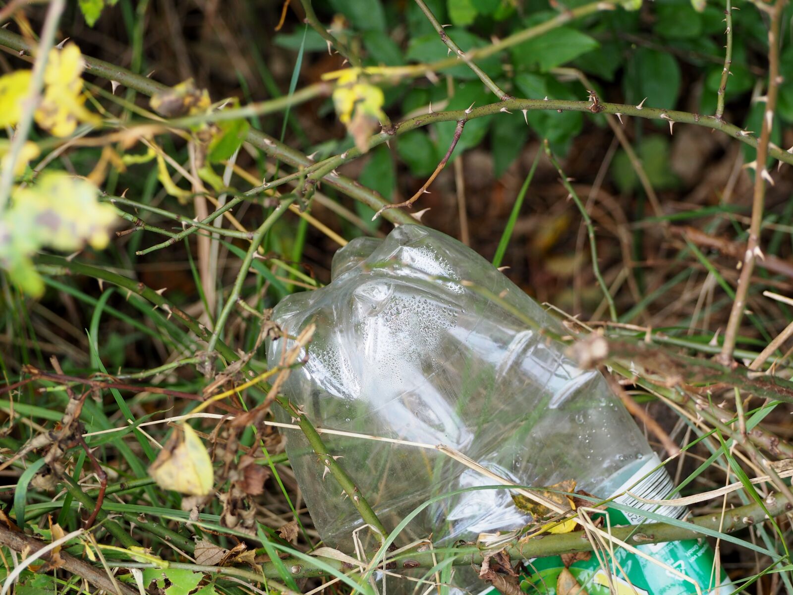 Olympus OM-D E-M10 sample photo. Plastic bottle, pollution, nature photography