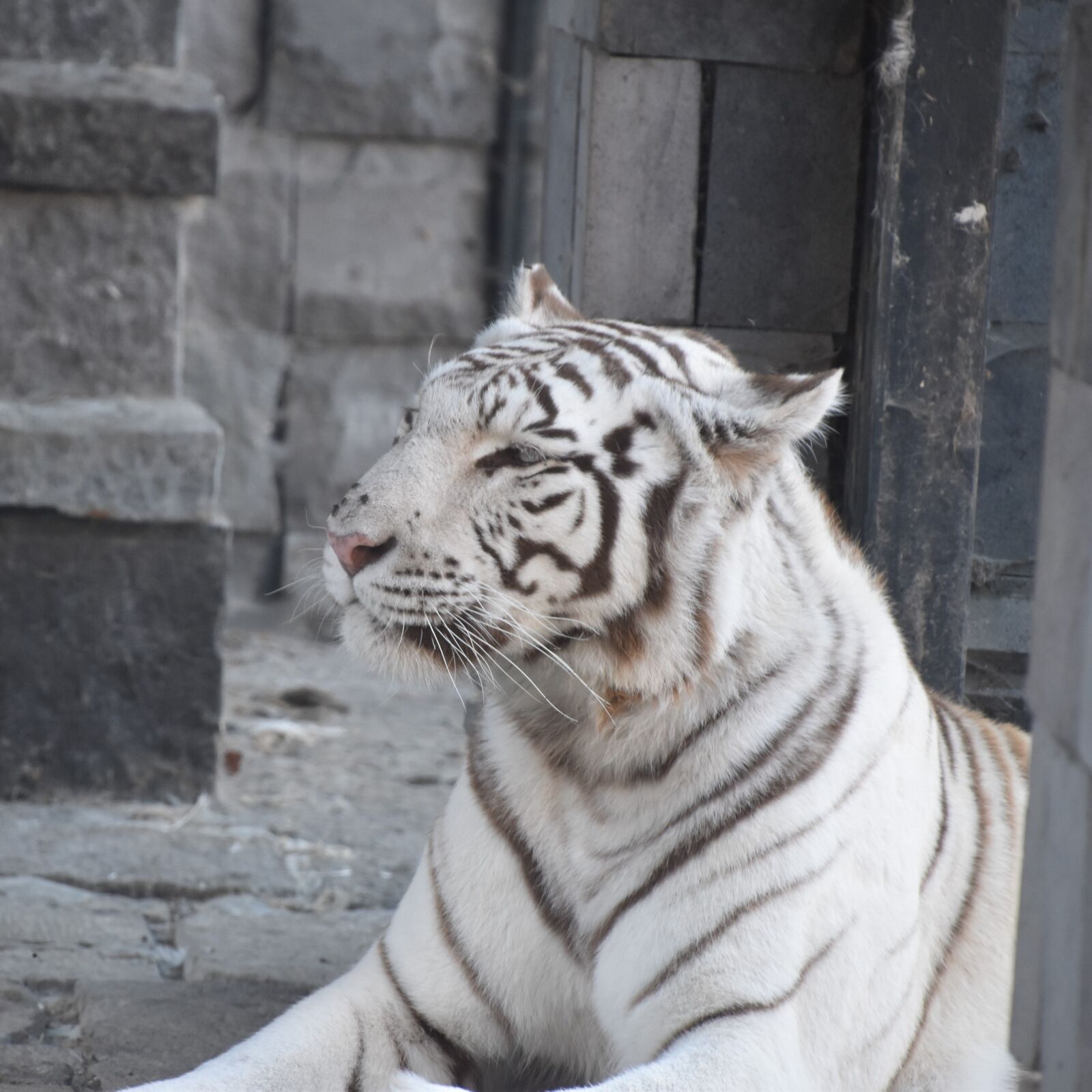 Nikon D5600 sample photo. Tiger, white, nature photography
