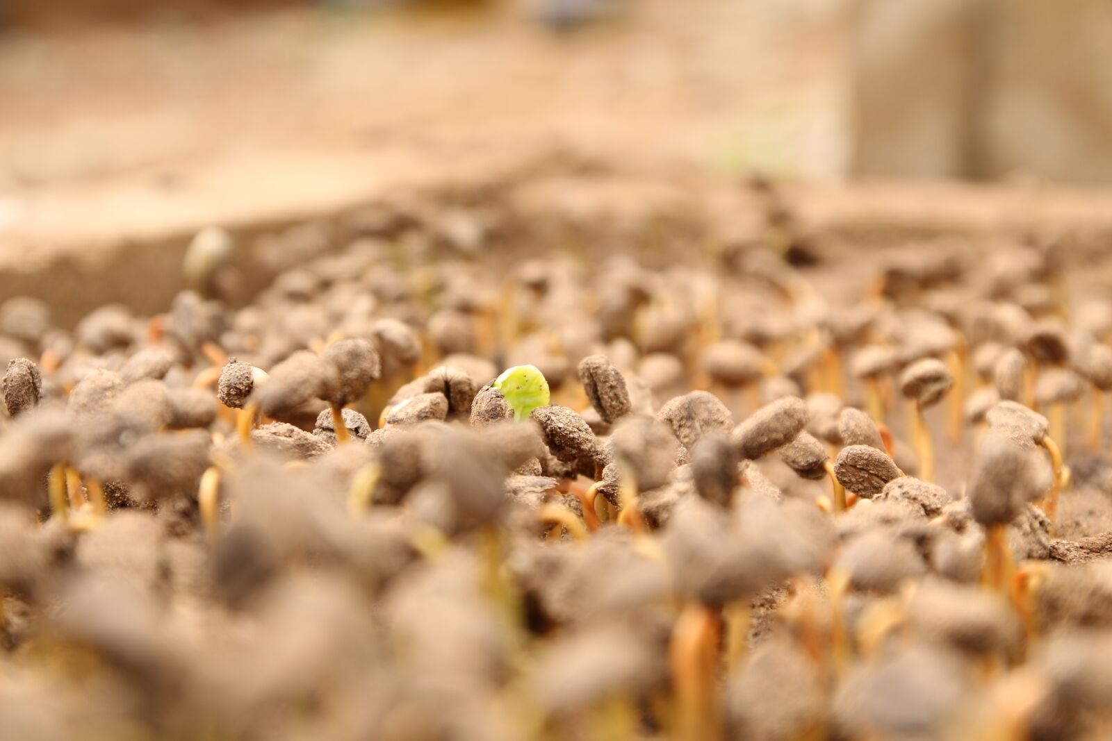 Canon EOS 70D sample photo. Coffee seed, coffee, coffee photography