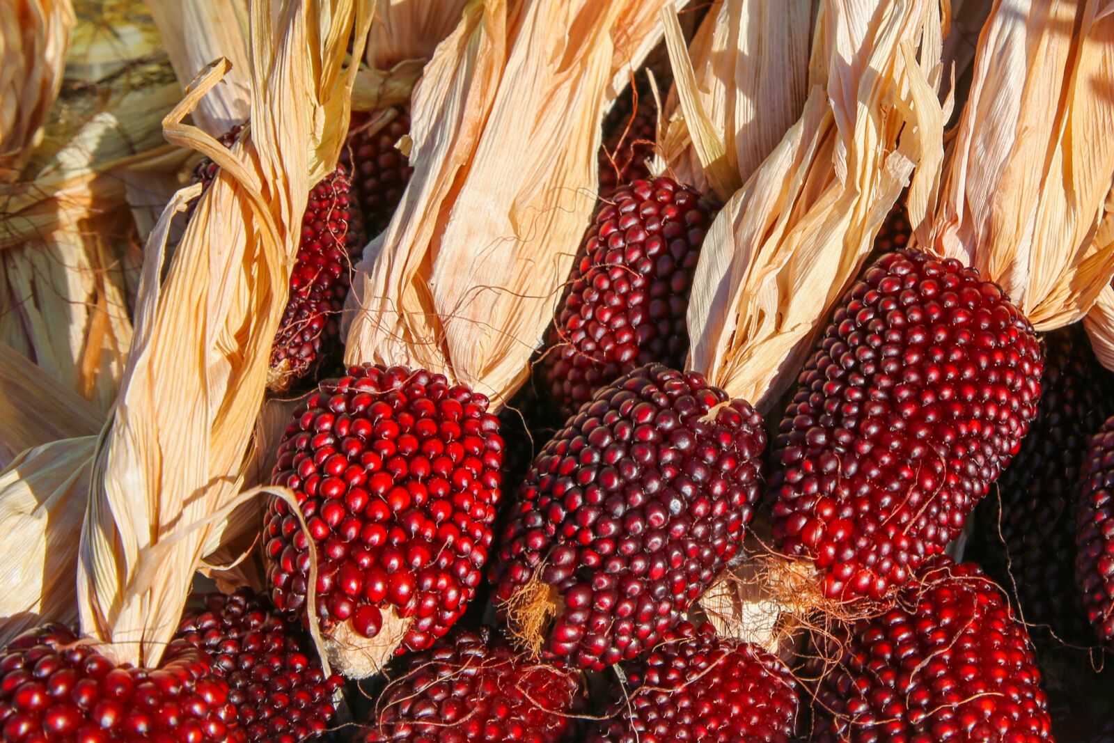 Canon EOS 6D sample photo. Red corn, kukuruz, harvest photography