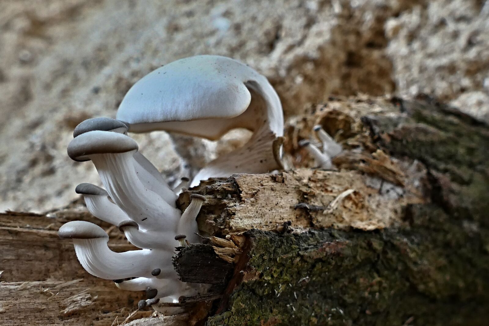 Panasonic Lumix DMC-FZ1000 sample photo. Wild mushrooms, growth, on photography