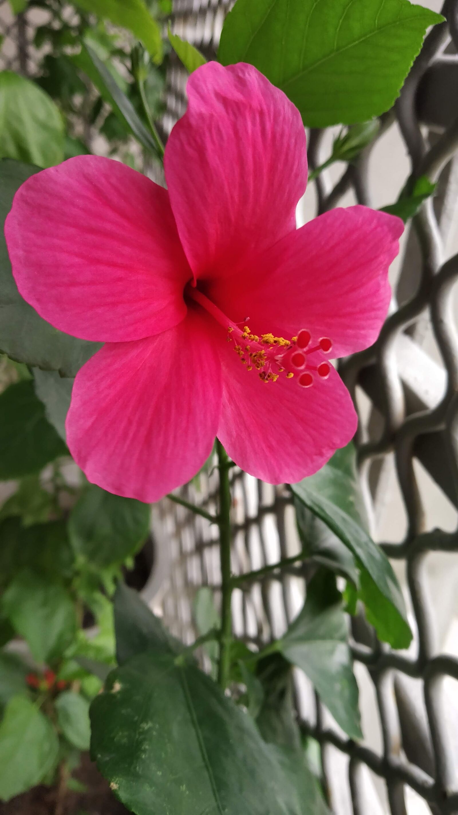 Xiaomi Redmi Note 5 Pro sample photo. Flower, nature, blossom photography