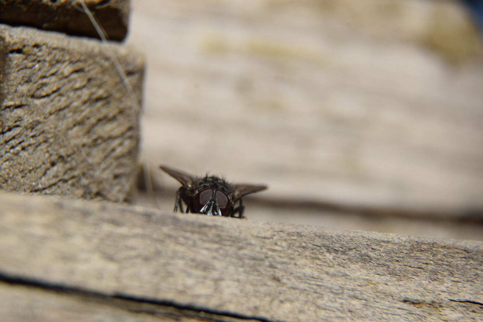 Nikon D5300 sample photo. Fly, macro, insect photography