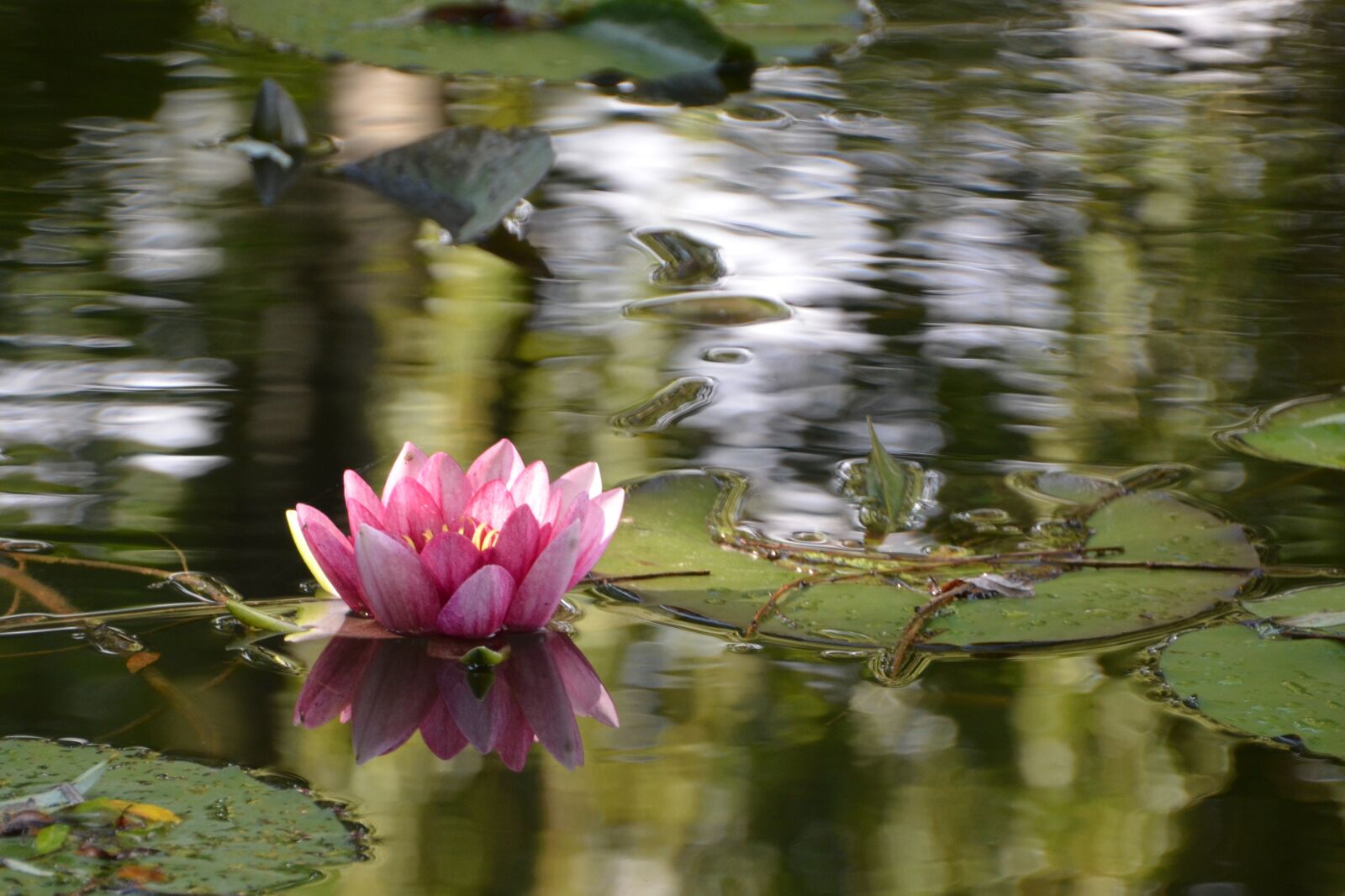 Nikon D5100 sample photo. Water lily, lake, nuphar photography