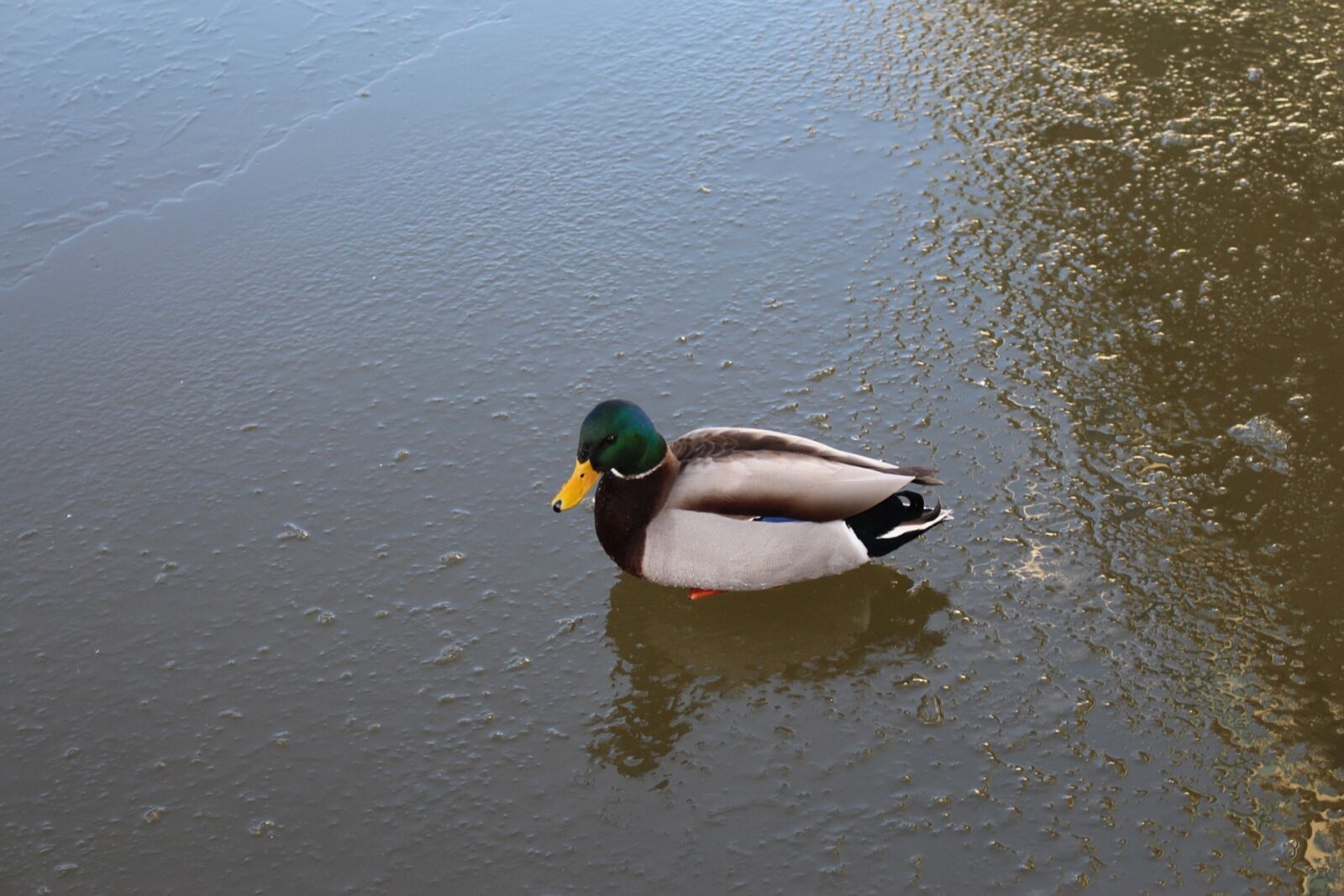 Canon EOS 700D (EOS Rebel T5i / EOS Kiss X7i) sample photo. Birds, the wild duck photography