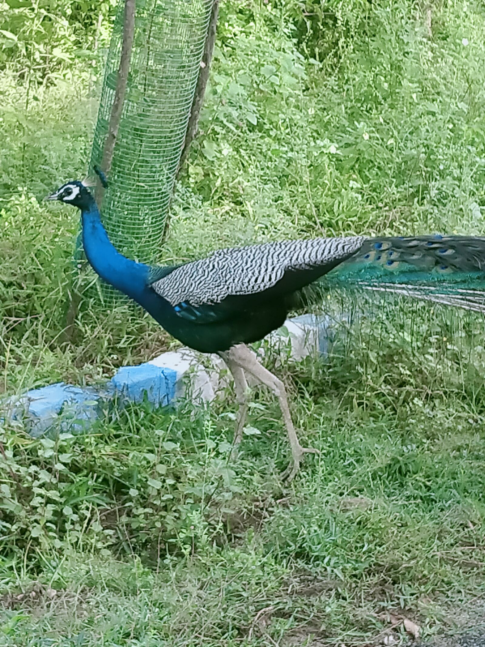 OPPO A5 2020 sample photo. Birds, peacock, jungle photography