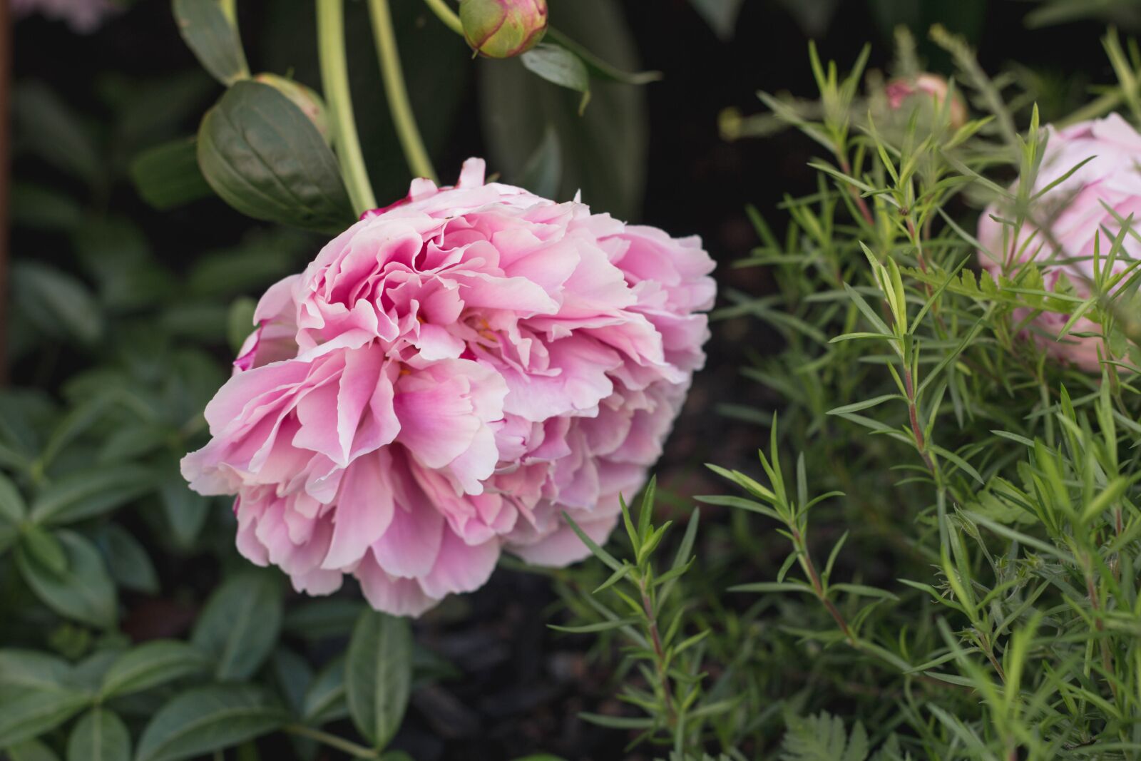 Canon EOS 60D + Canon EF 50mm F1.8 II sample photo. Flowers, nature, pink photography