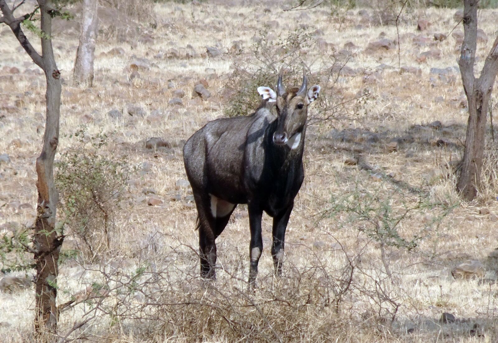 Sony Cyber-shot DSC-HX90V sample photo. Nilgai, antelope, animal photography